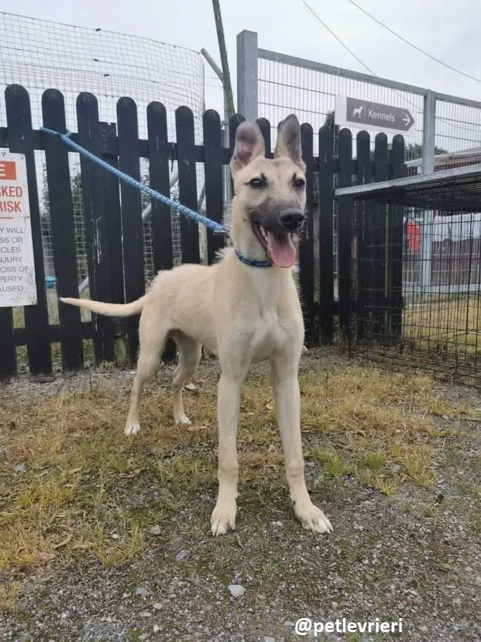 wheeler lurcher deerhound