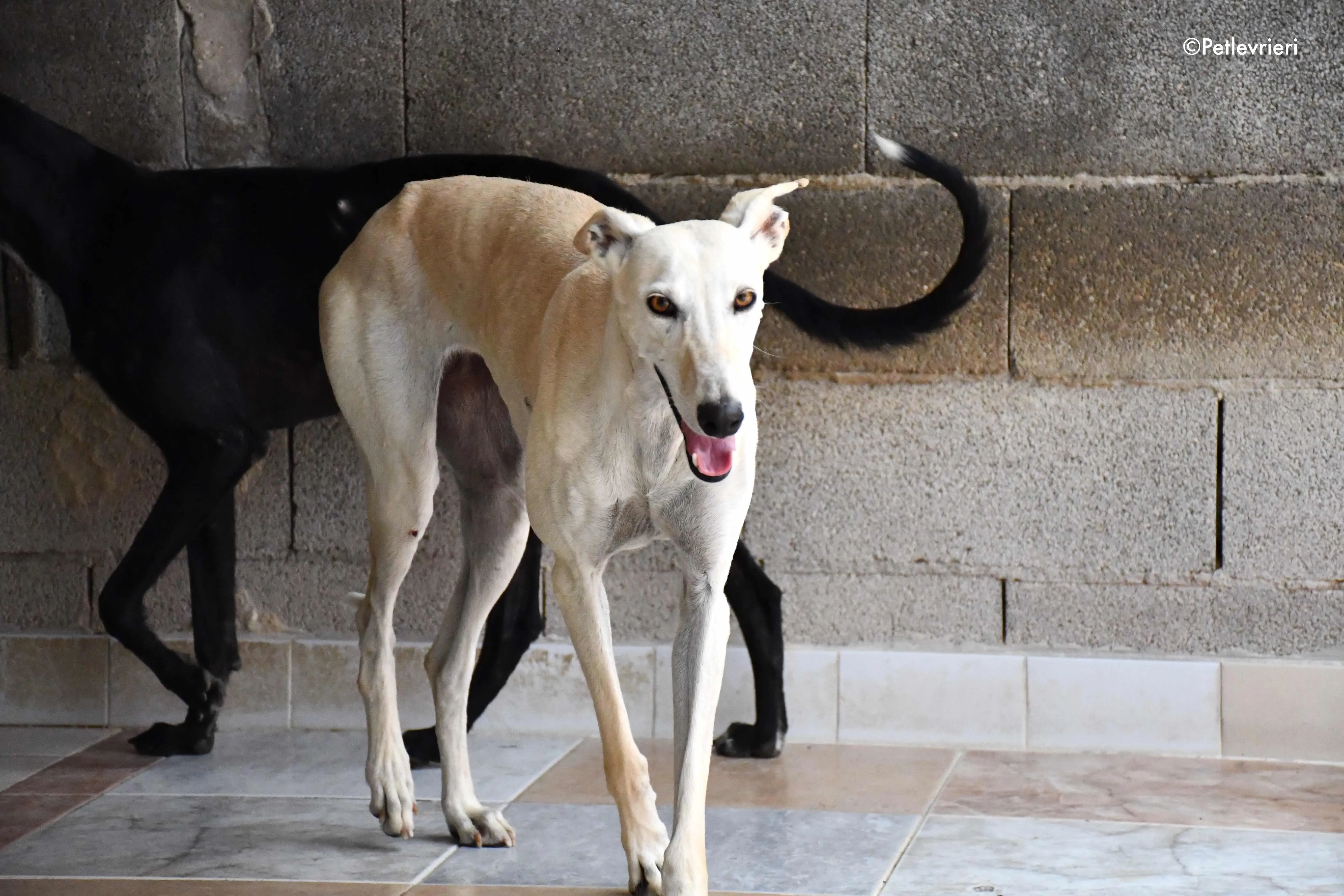 white moon adozione levrieri galgo 1
