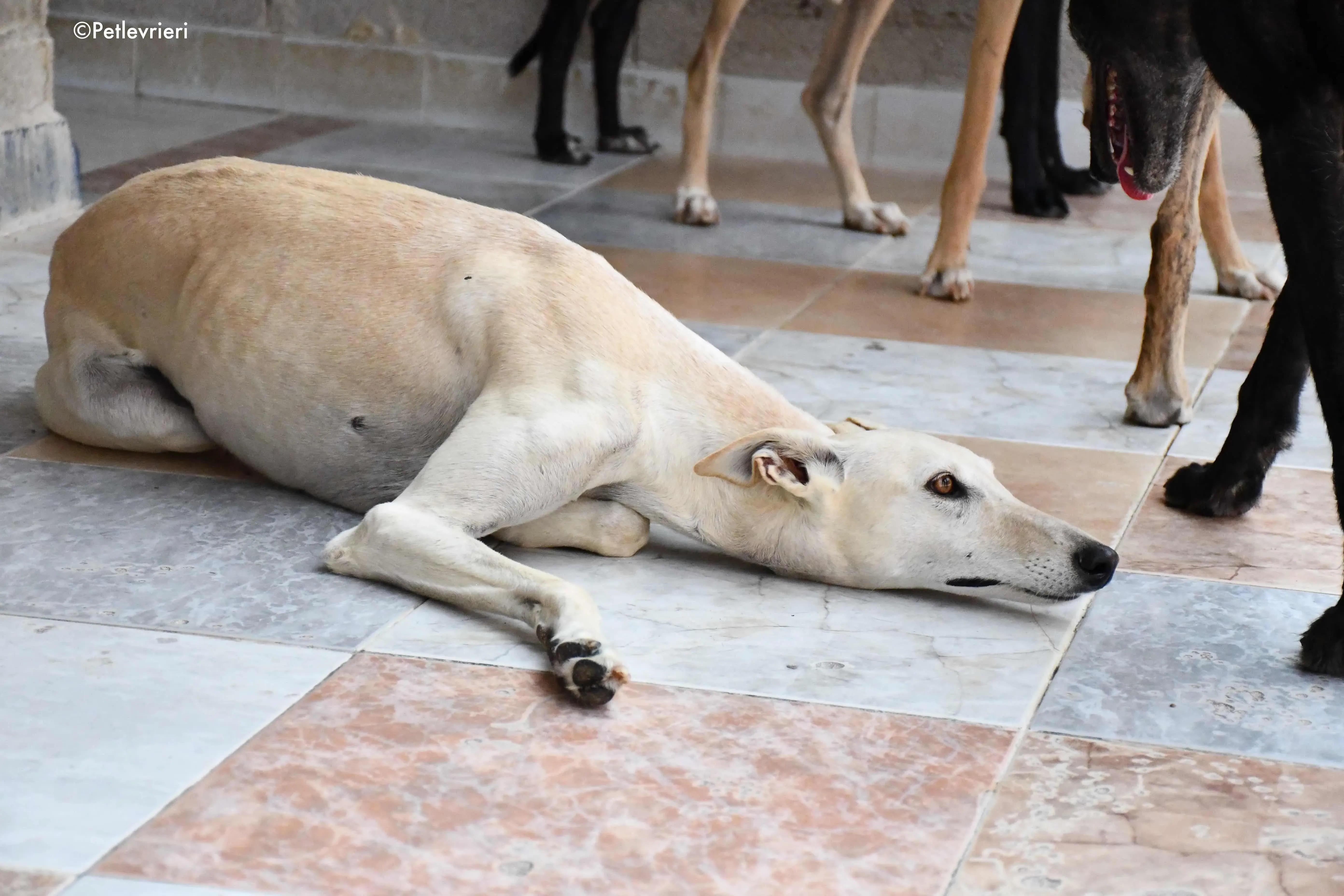 white moon adozione levrieri galgo 2