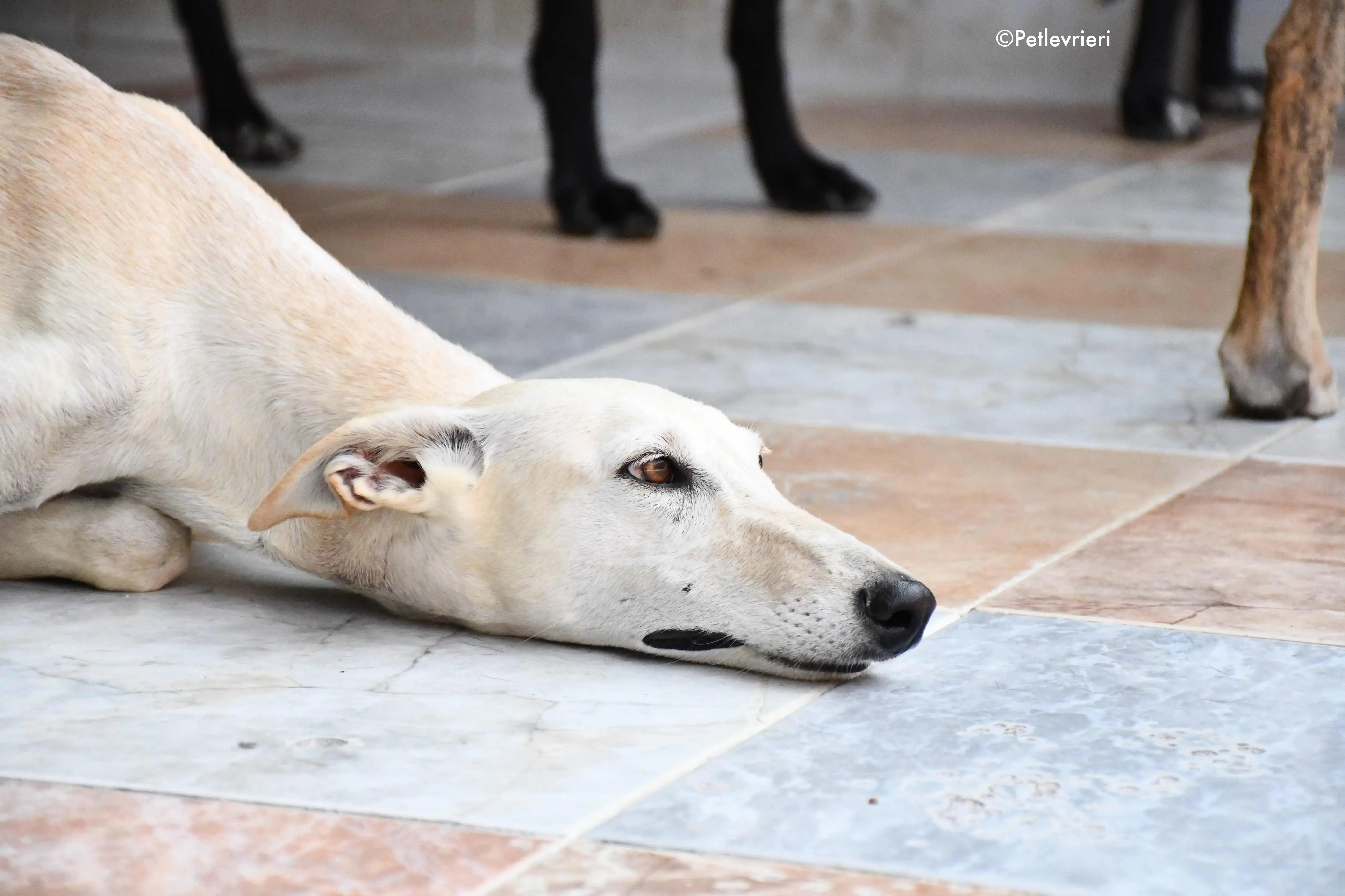 white moon adozione levrieri galgo 3