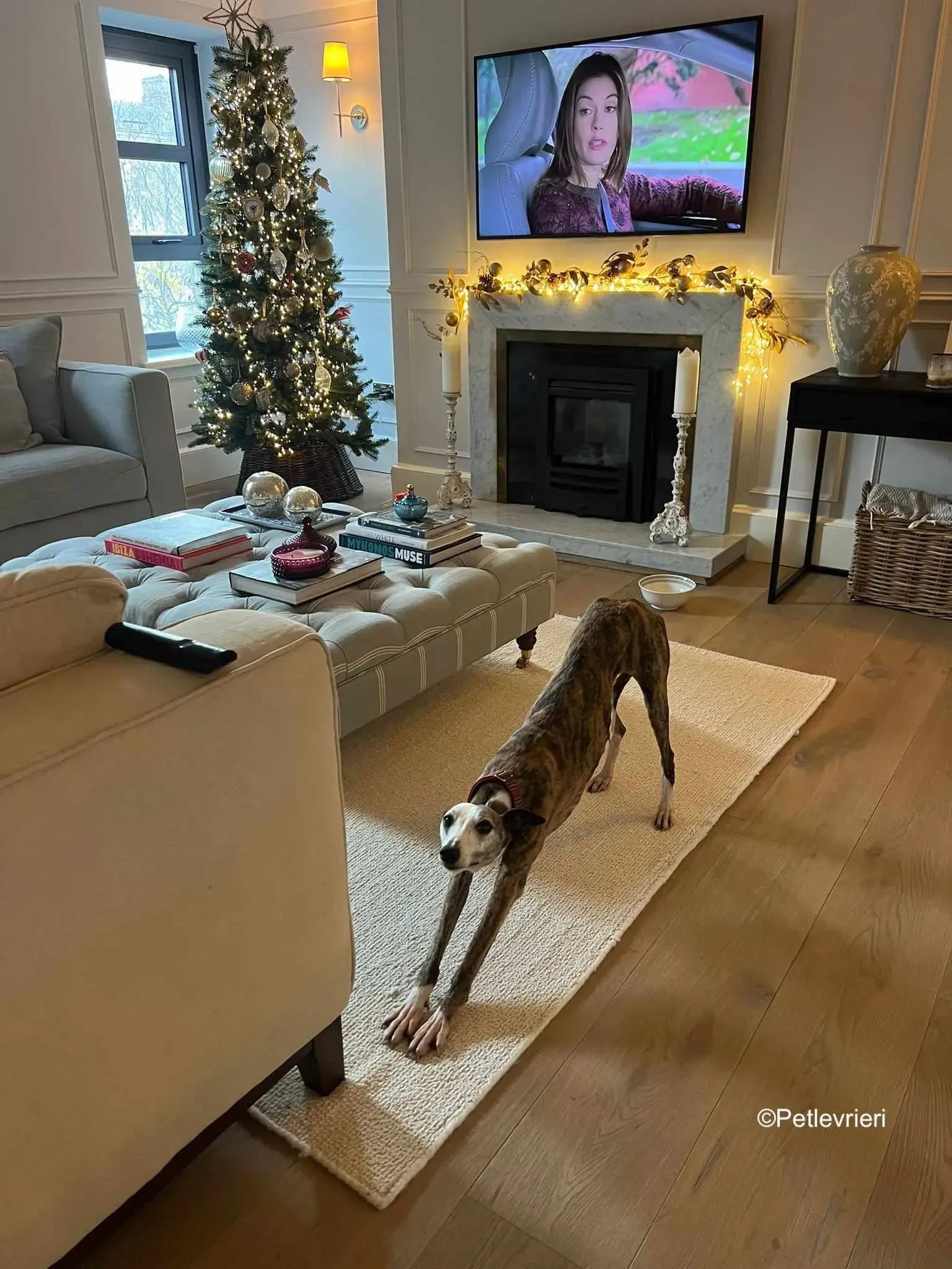 wiggs adozione levrieri greyhound 1 1