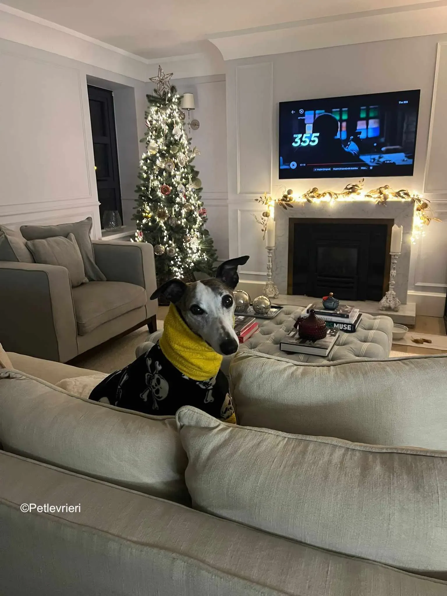 wiggs adozione levrieri greyhound 2 1