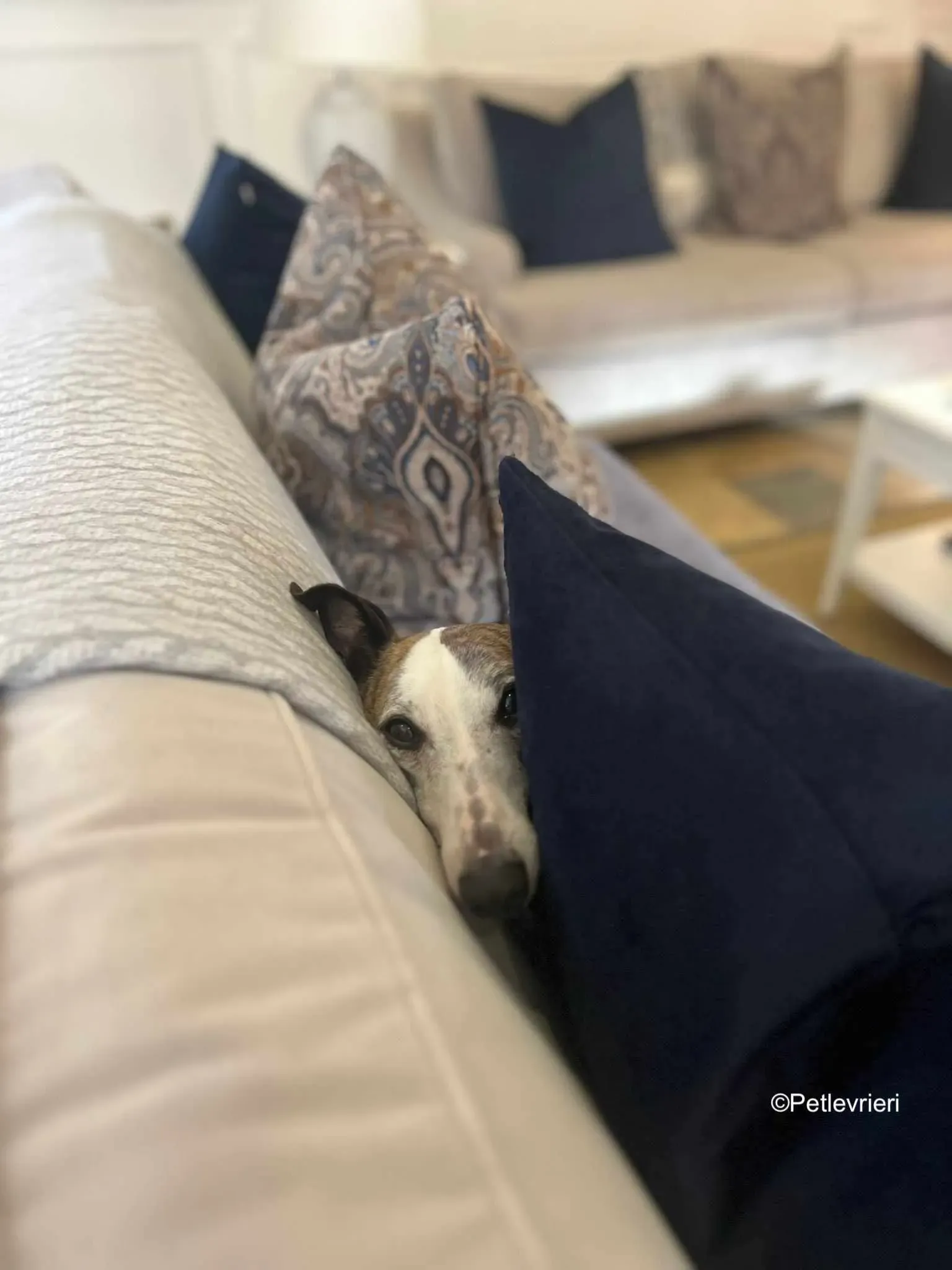 wiggs adozione levrieri greyhound 3 1