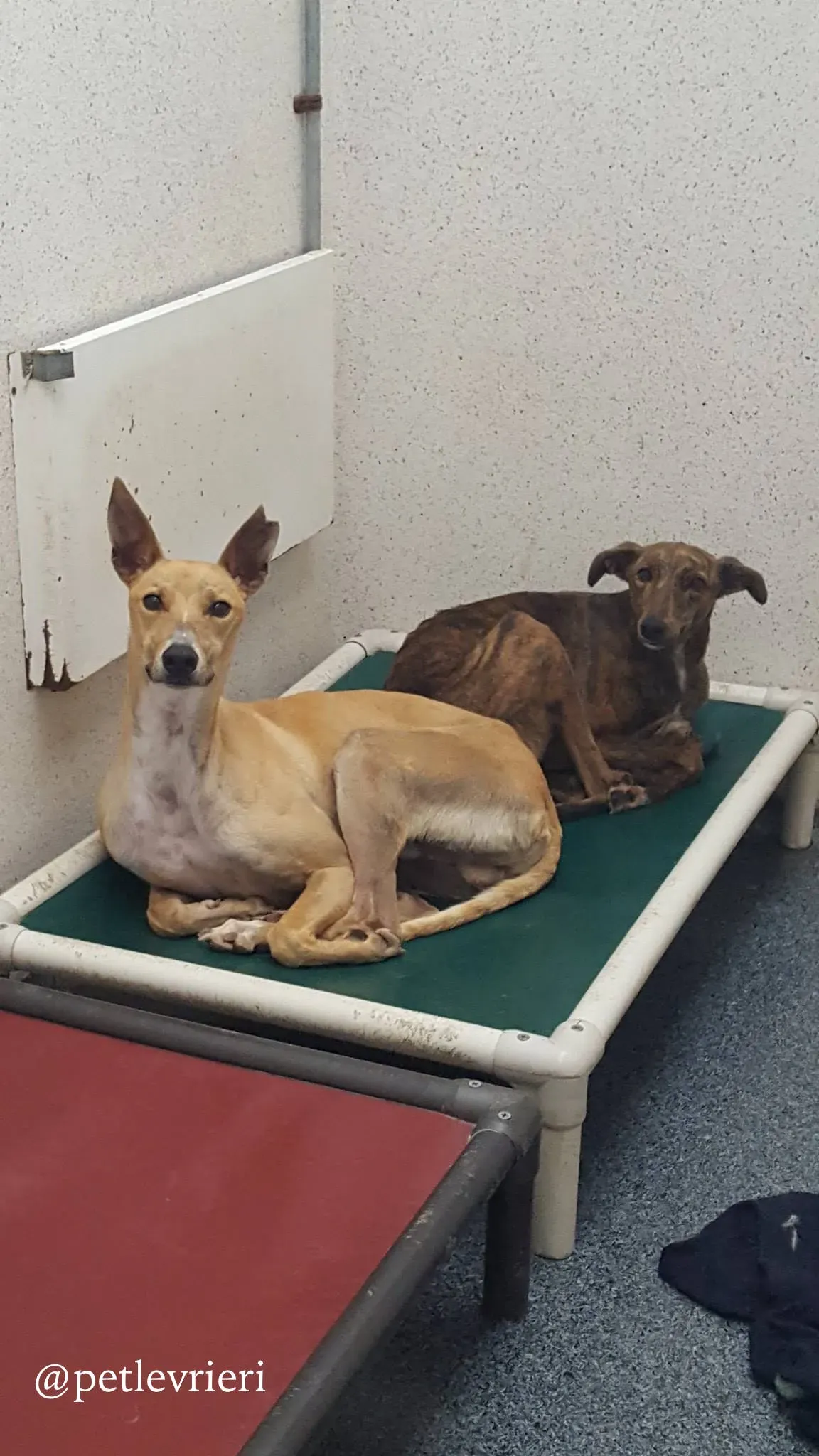 will bella adozione levrieri greyhound