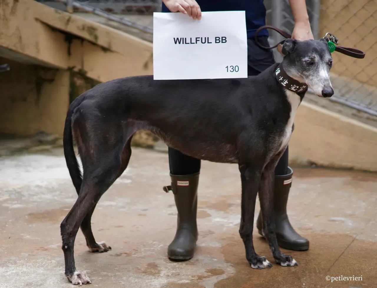 willful bb adozione greyhound macao 1