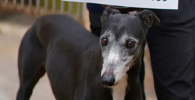 willful bb adozione greyhound macao 2 e1544702933797