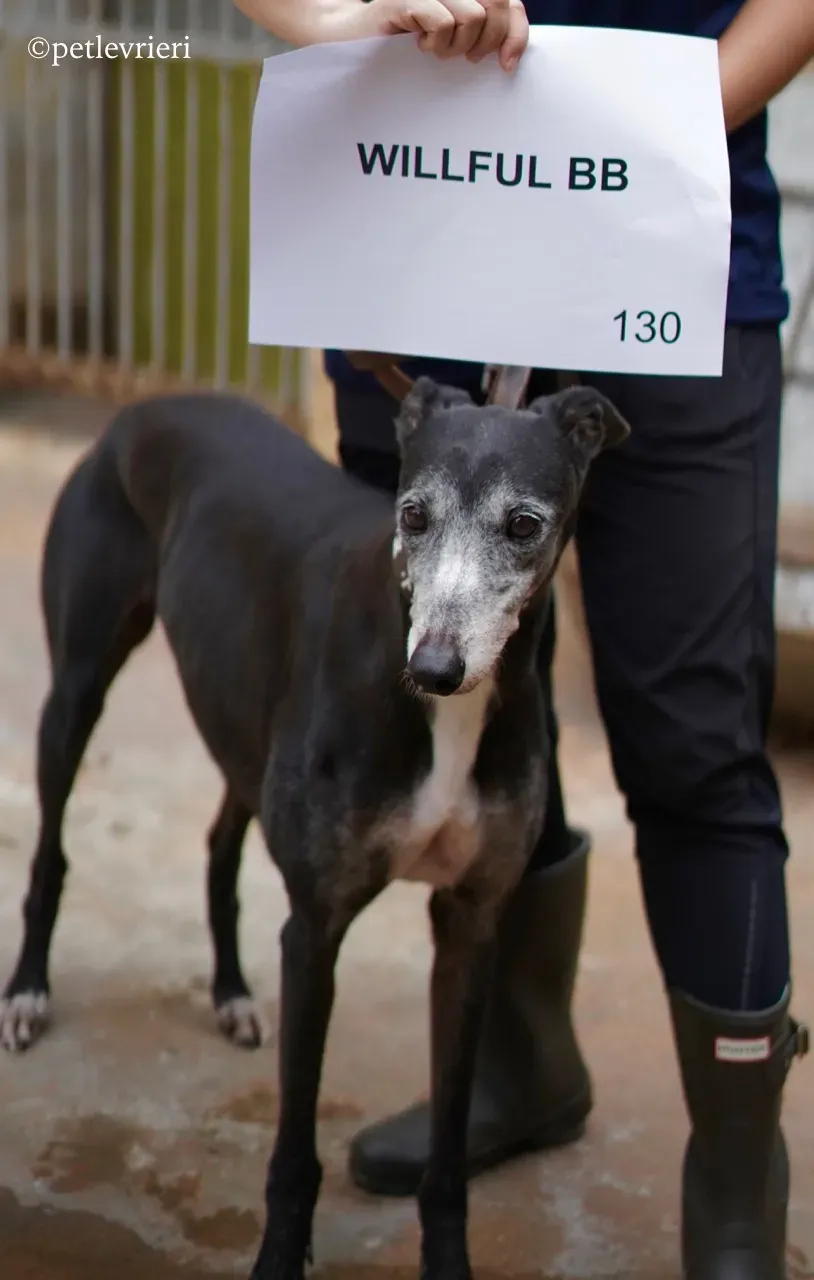 willful bb adozione greyhound macao 3