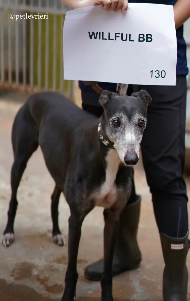 willful bb adozione greyhound macao 4