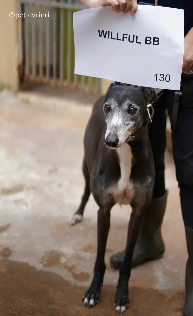 willful bb adozione greyhound macao 5