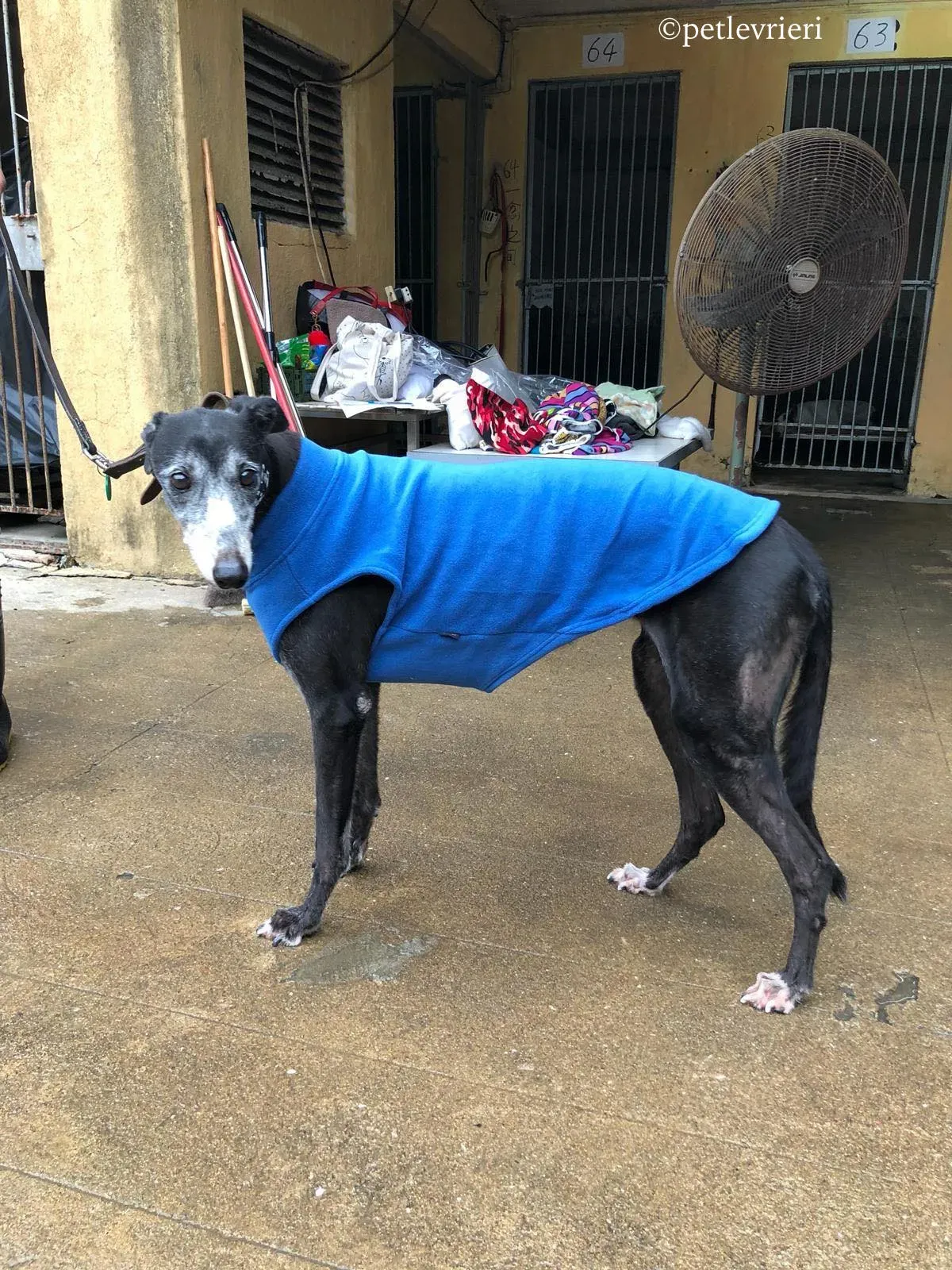 willful bb adozione greyhound macao 6