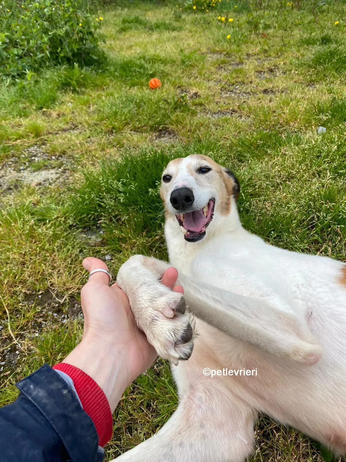 william greyhound adozione pet levrieri 01