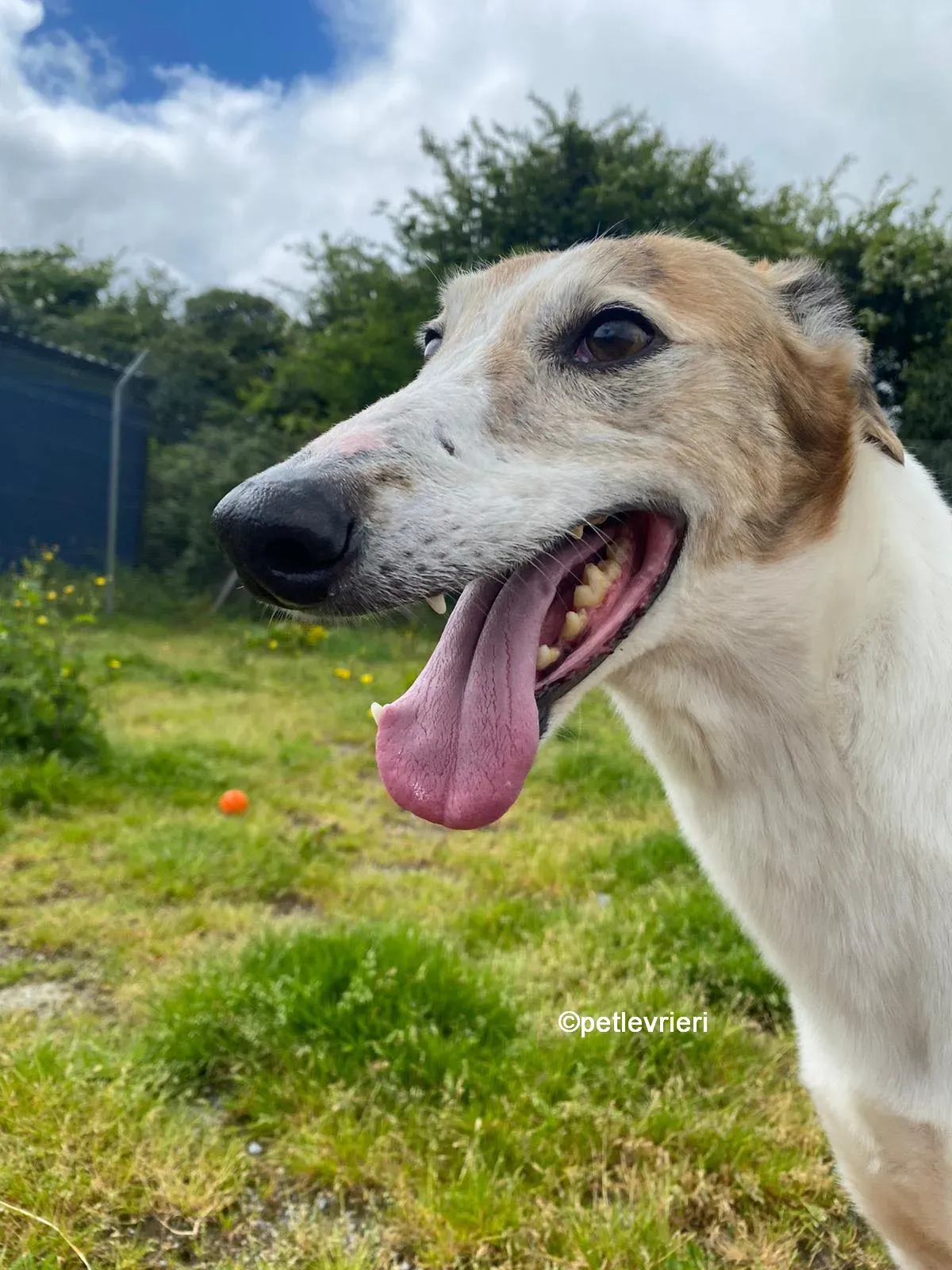 william greyhound adozione pet levrieri 02