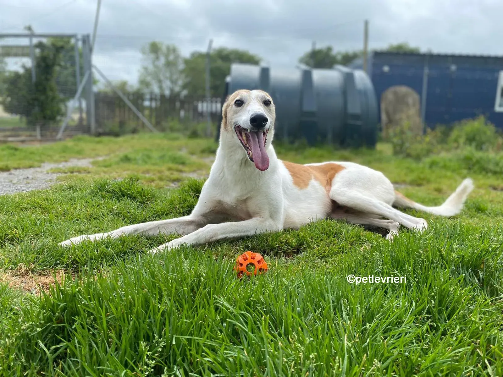 william greyhound adozione pet levrieri 03