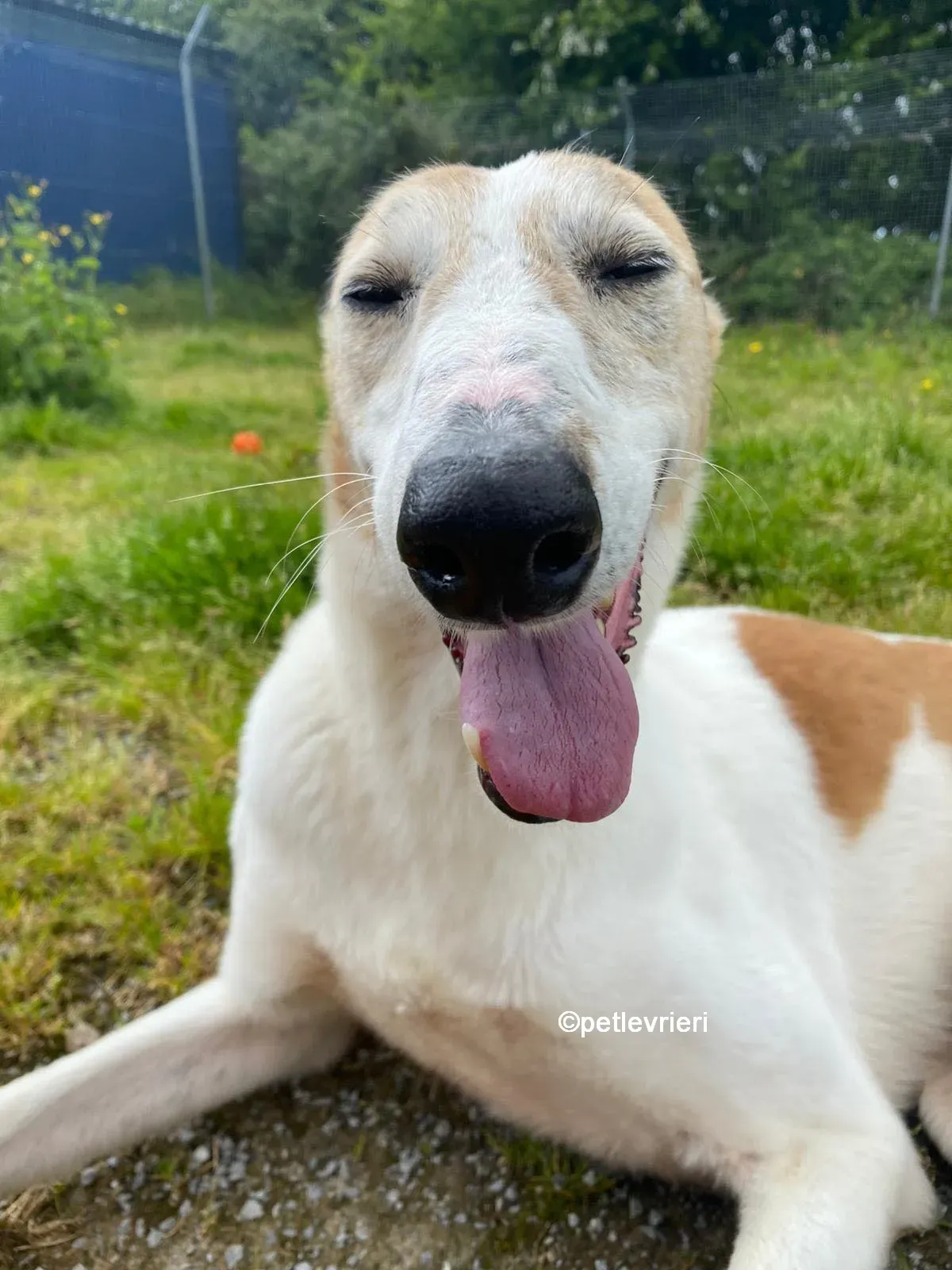 william greyhound adozione pet levrieri 04