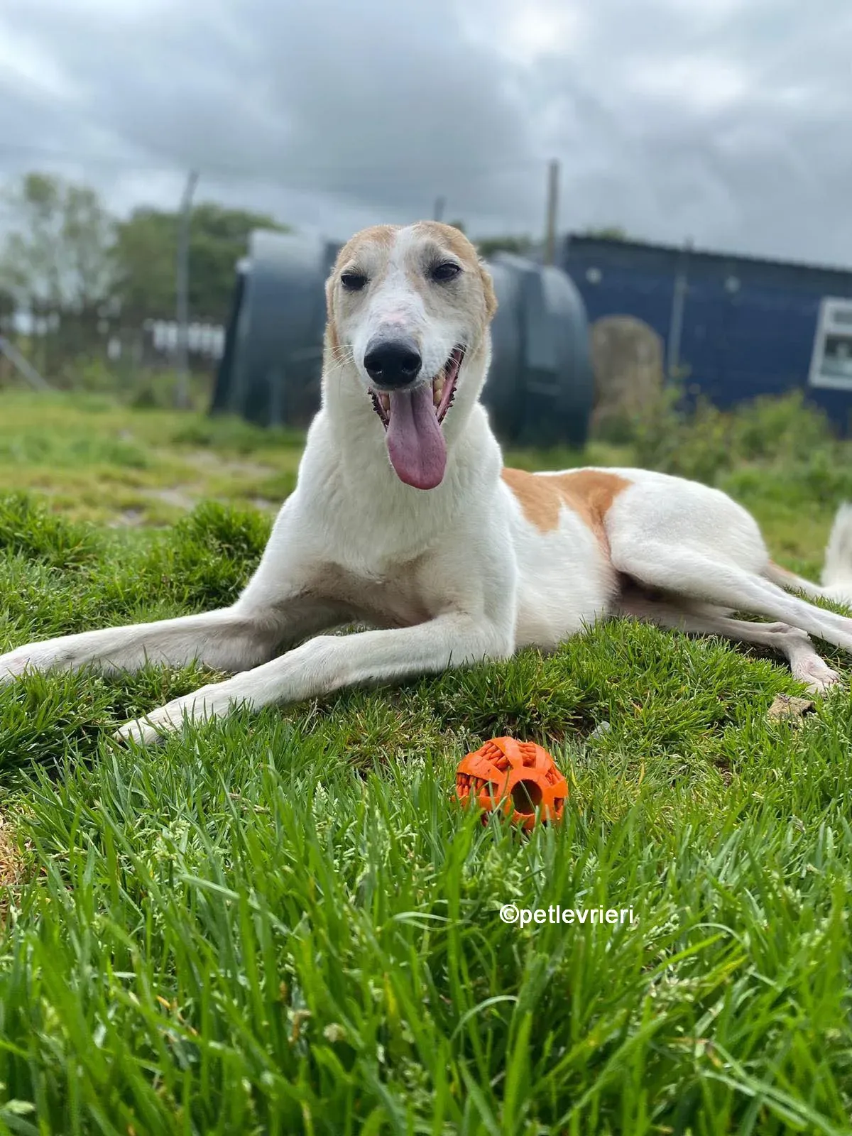 william greyhound adozione pet levrieri 05