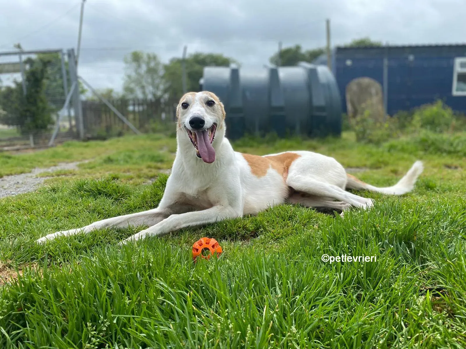 william greyhound adozione pet levrieri 06