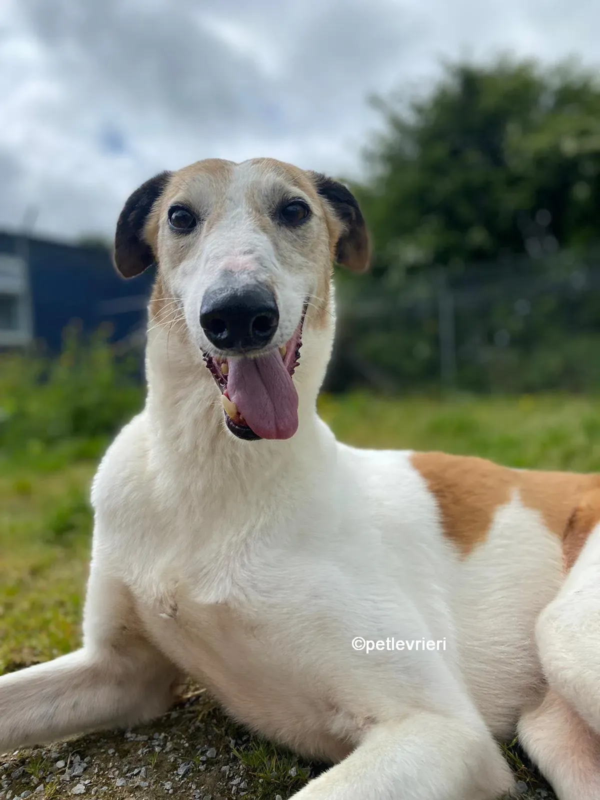 william greyhound adozione pet levrieri 07