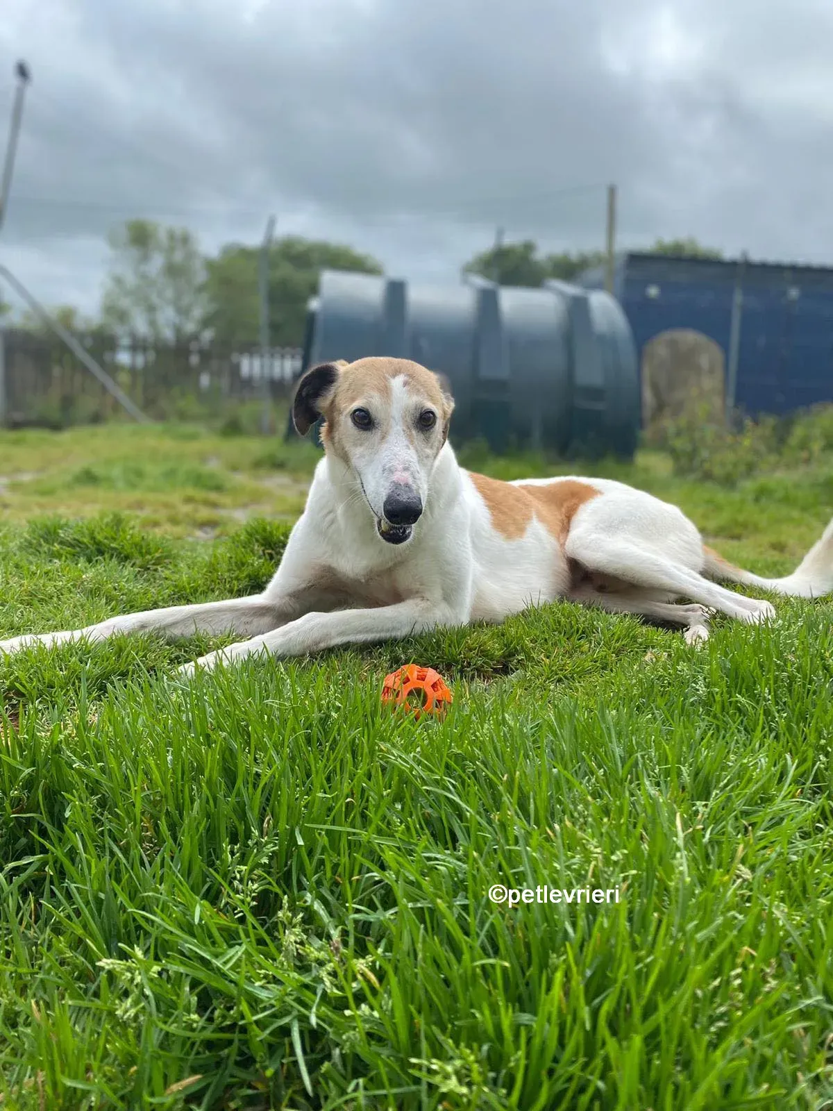 william greyhound adozione pet levrieri 08