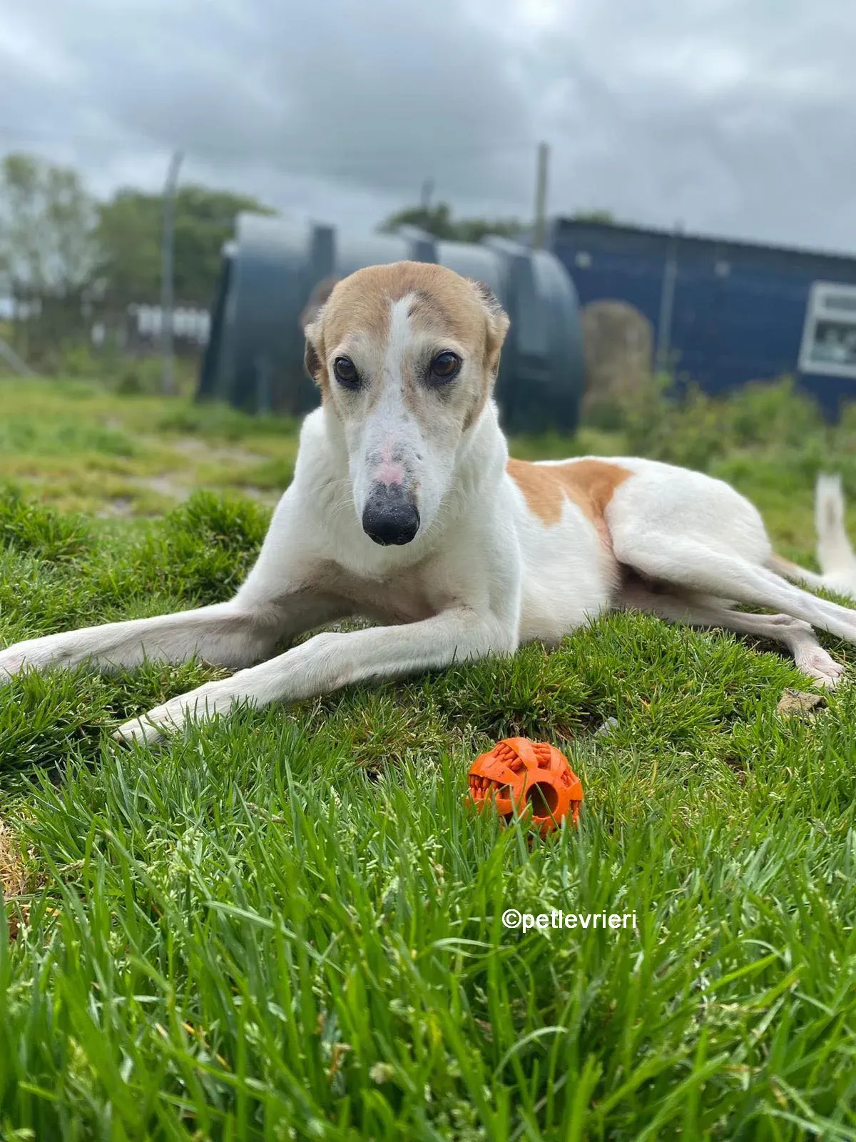 william greyhound adozione pet levrieri 09