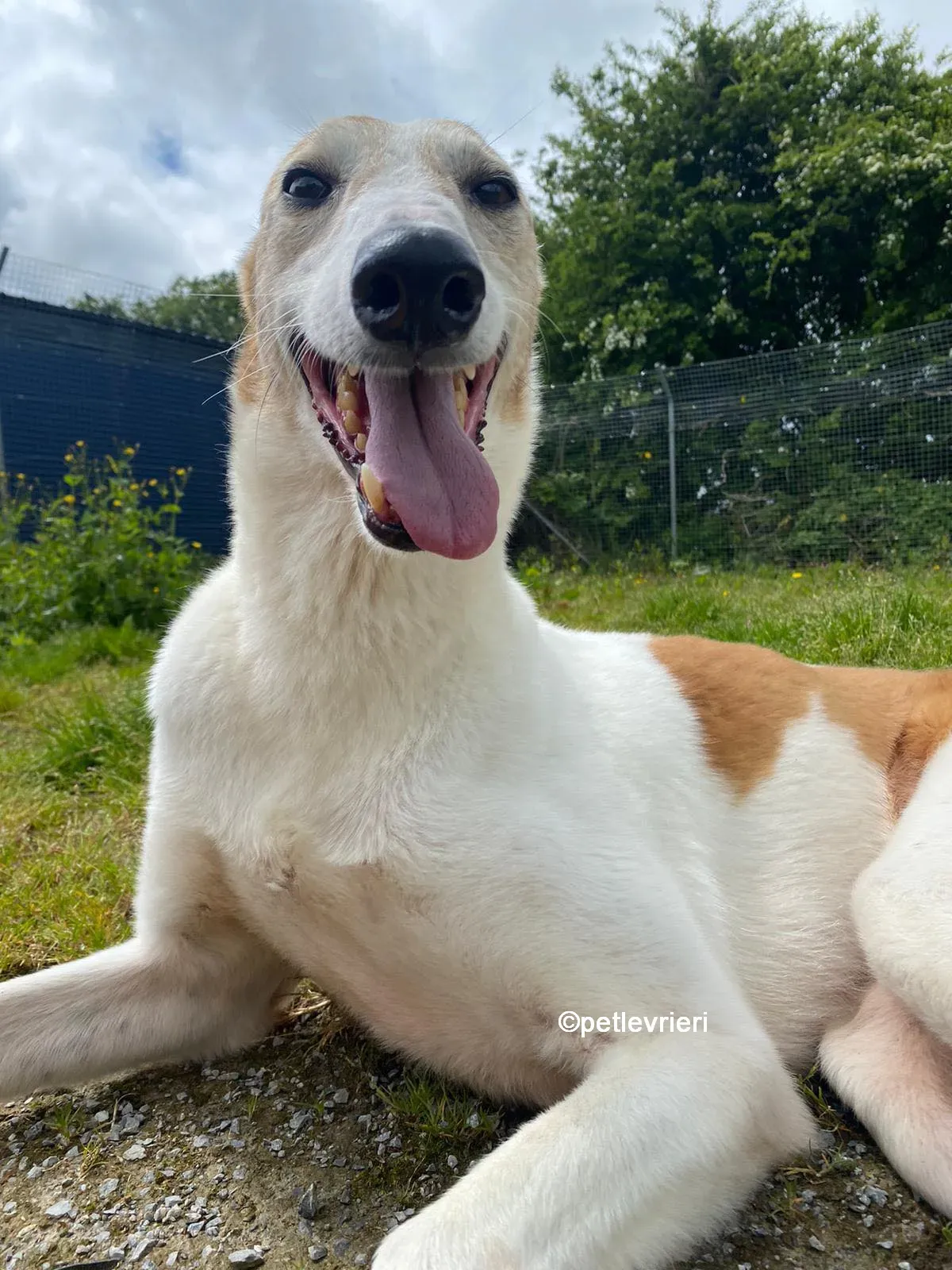 william greyhound adozione pet levrieri 10