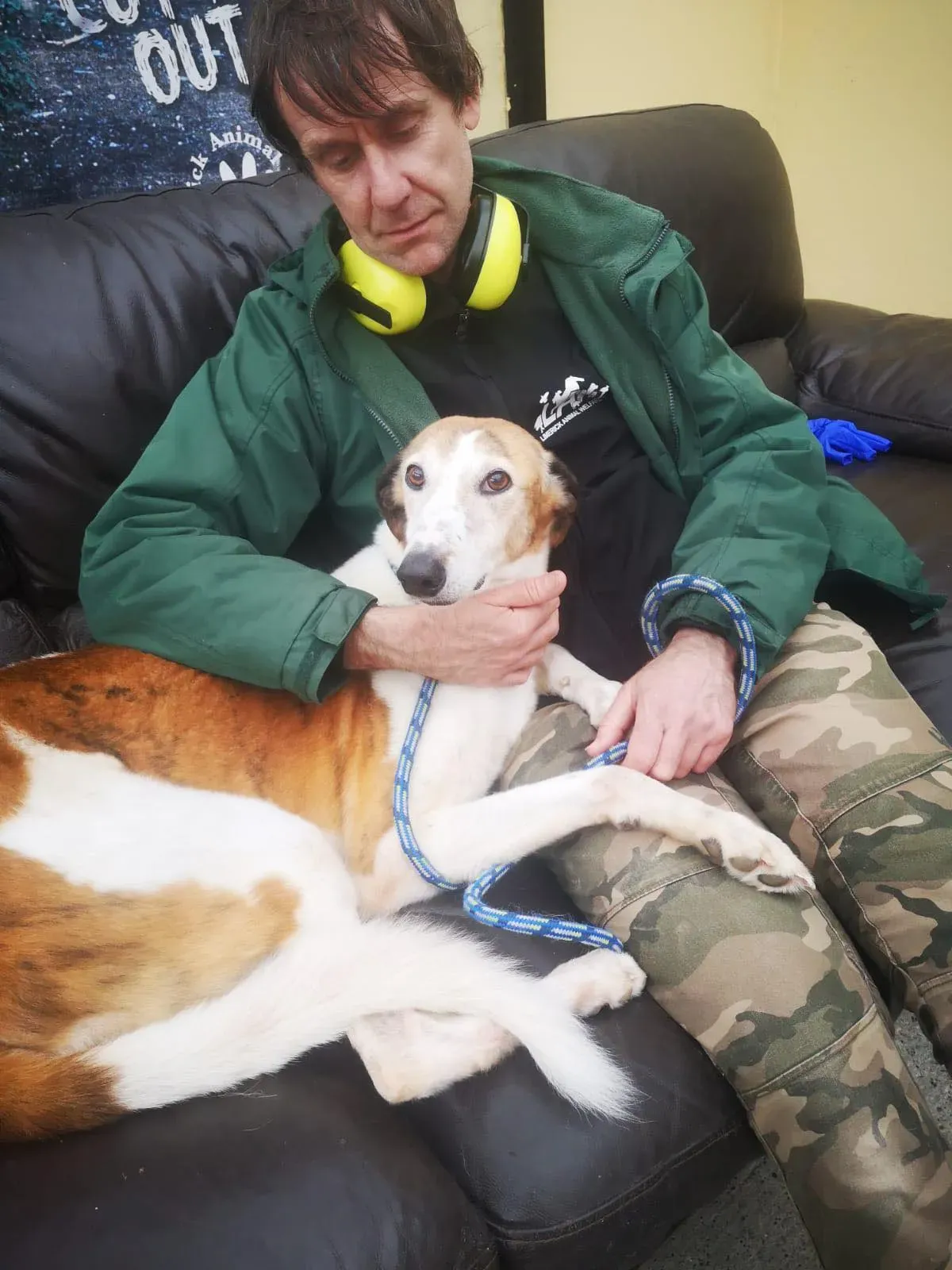 william lurcher saluki adozione petlevrieri 01