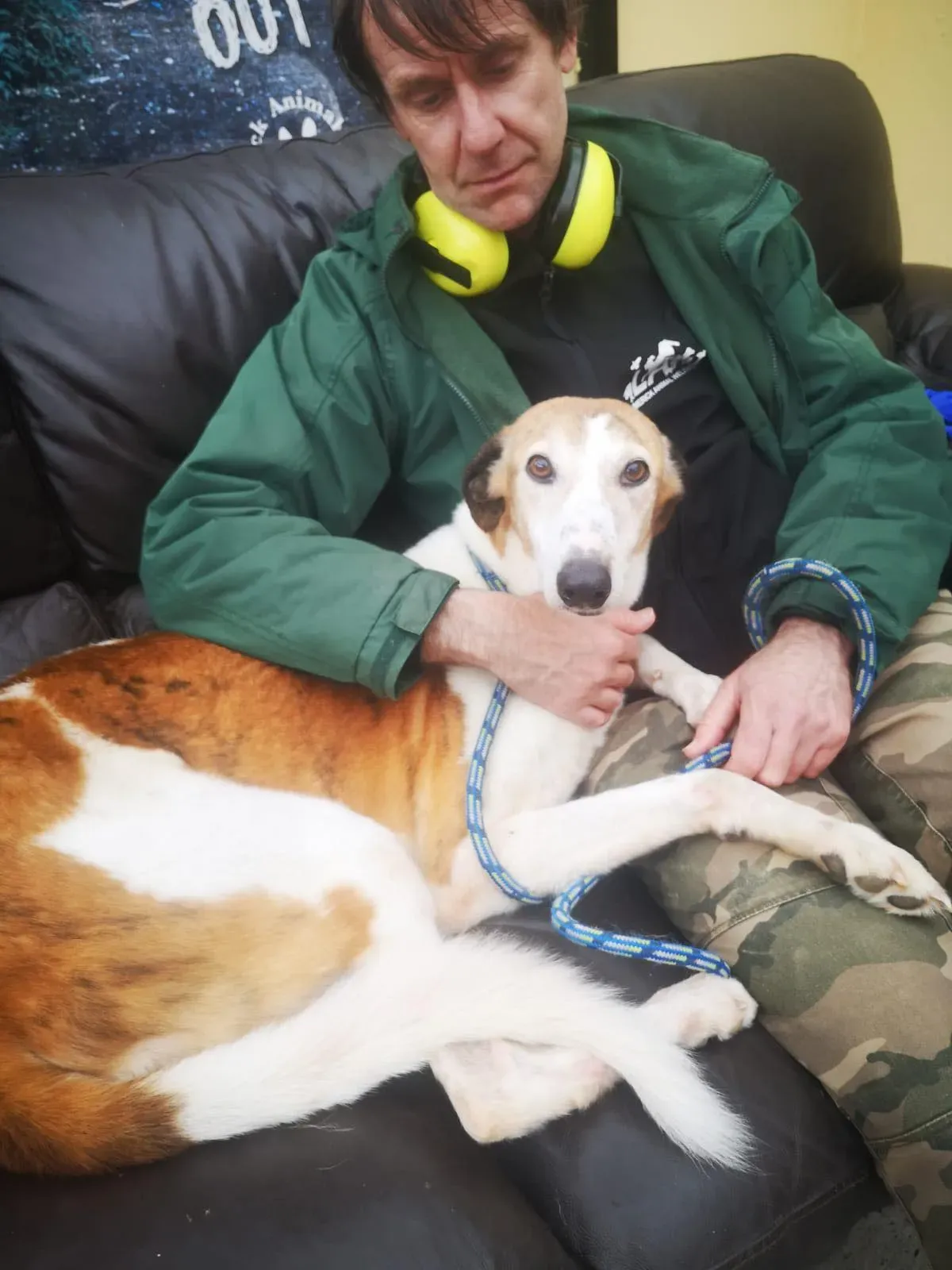 william lurcher saluki adozione petlevrieri 02