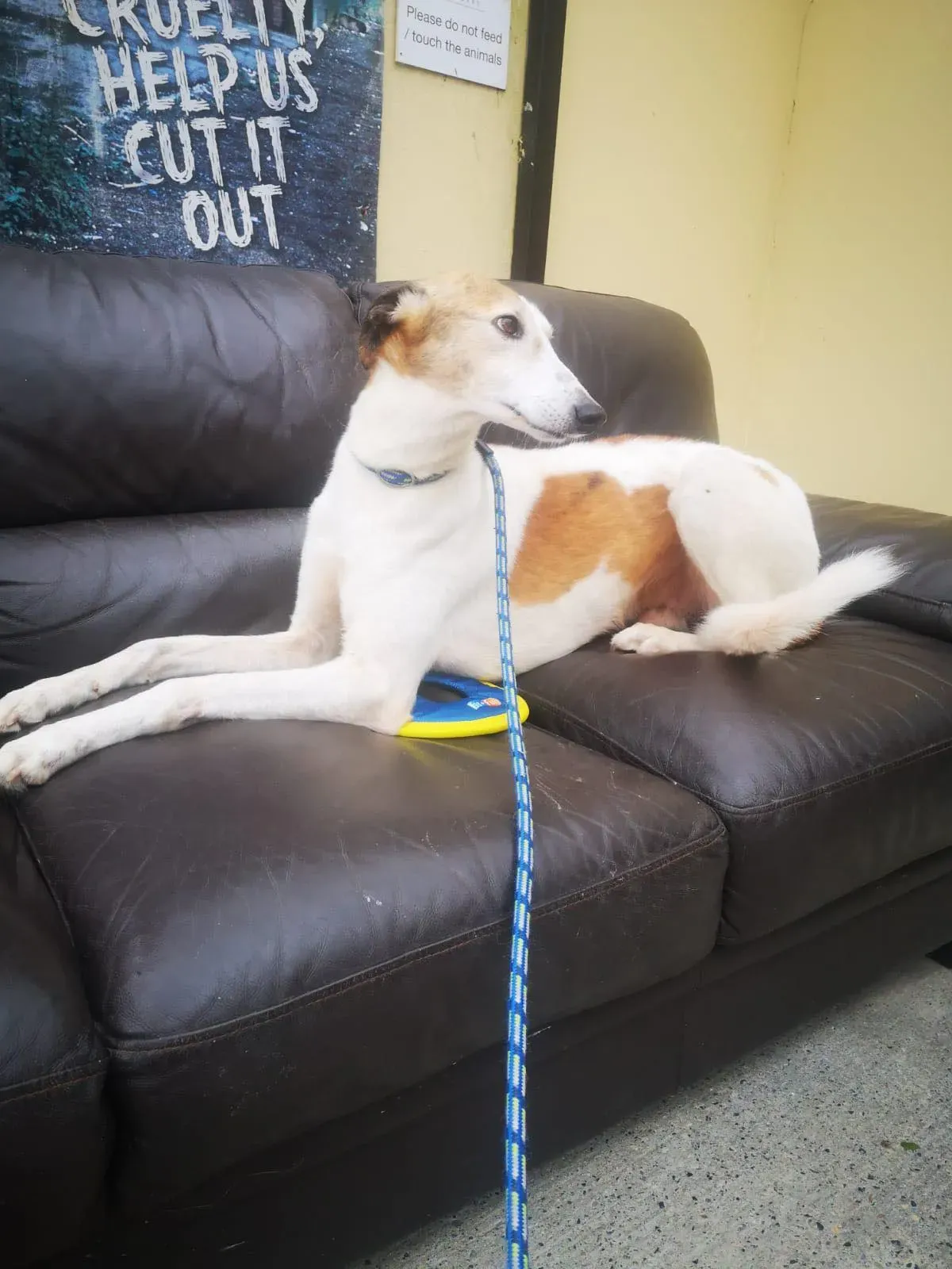 william lurcher saluki adozione petlevrieri 04