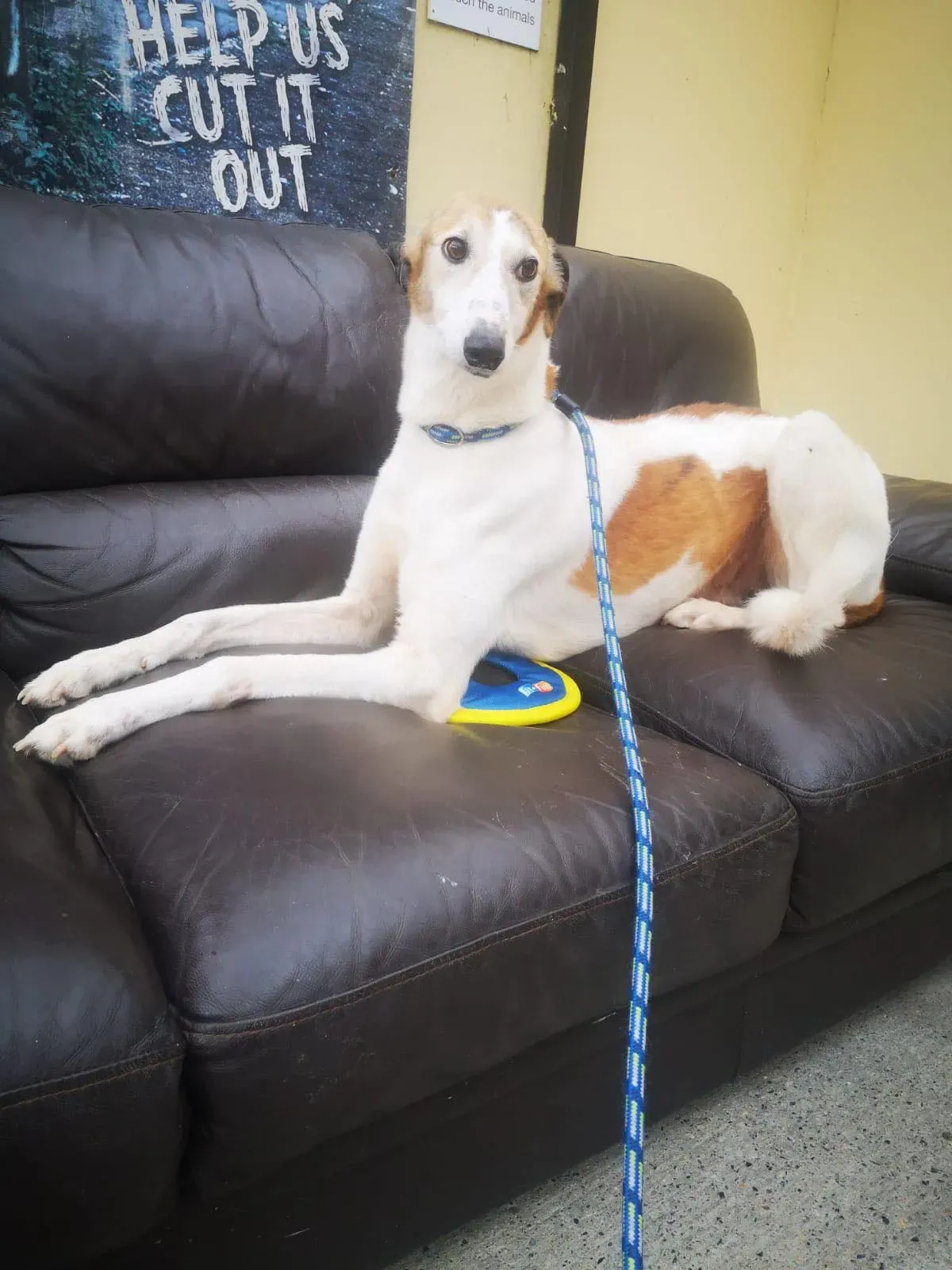 william lurcher saluki adozione petlevrieri 05