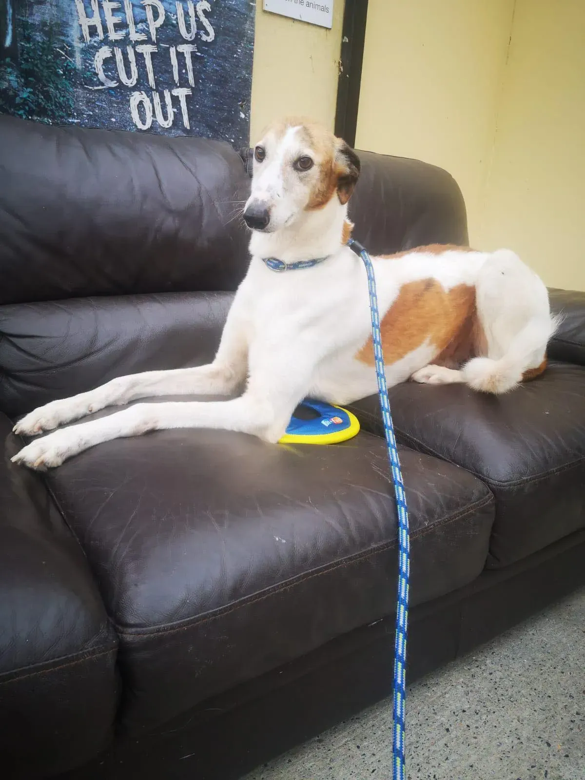 william lurcher saluki adozione petlevrieri 06