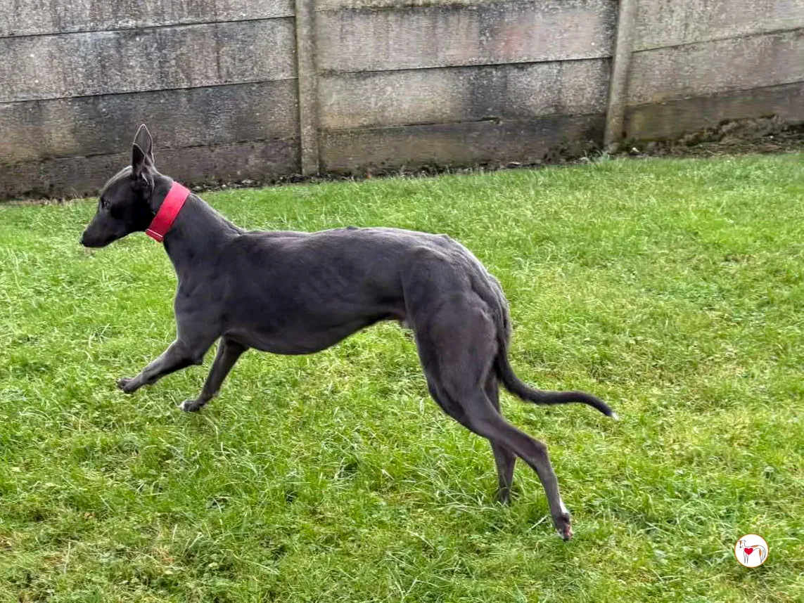 william grey adozione 01