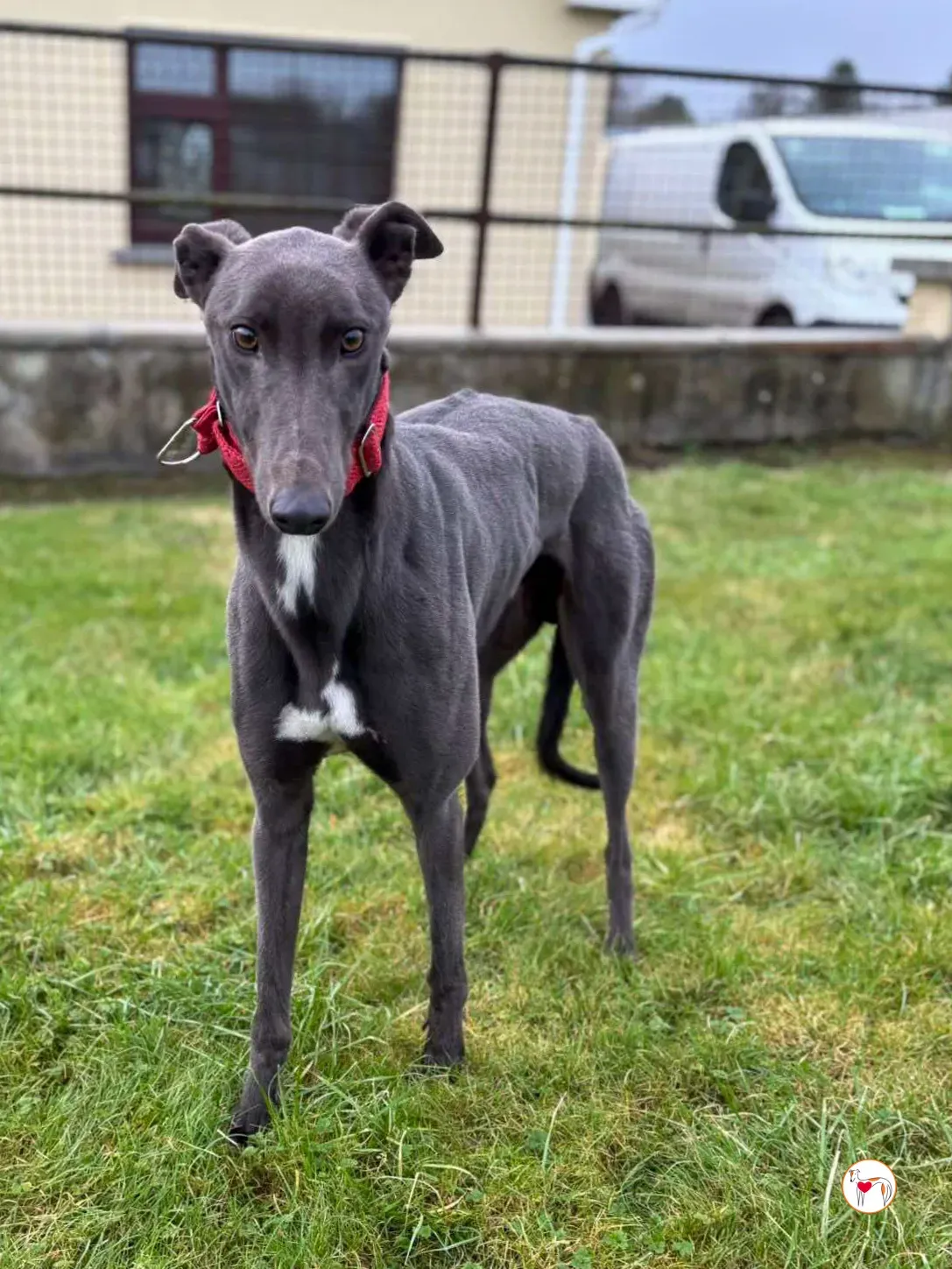 william grey adozione 02