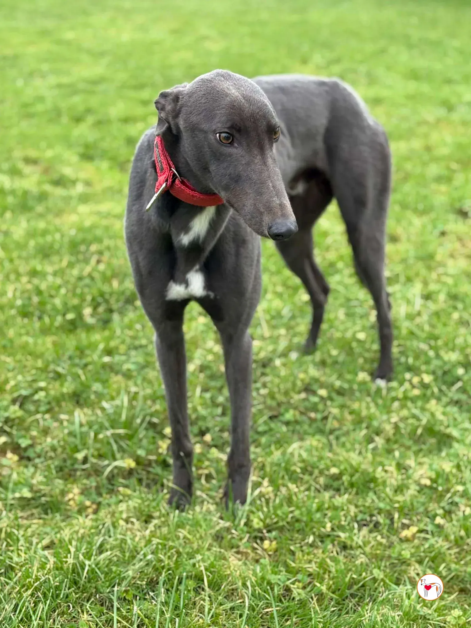 william grey adozione 03