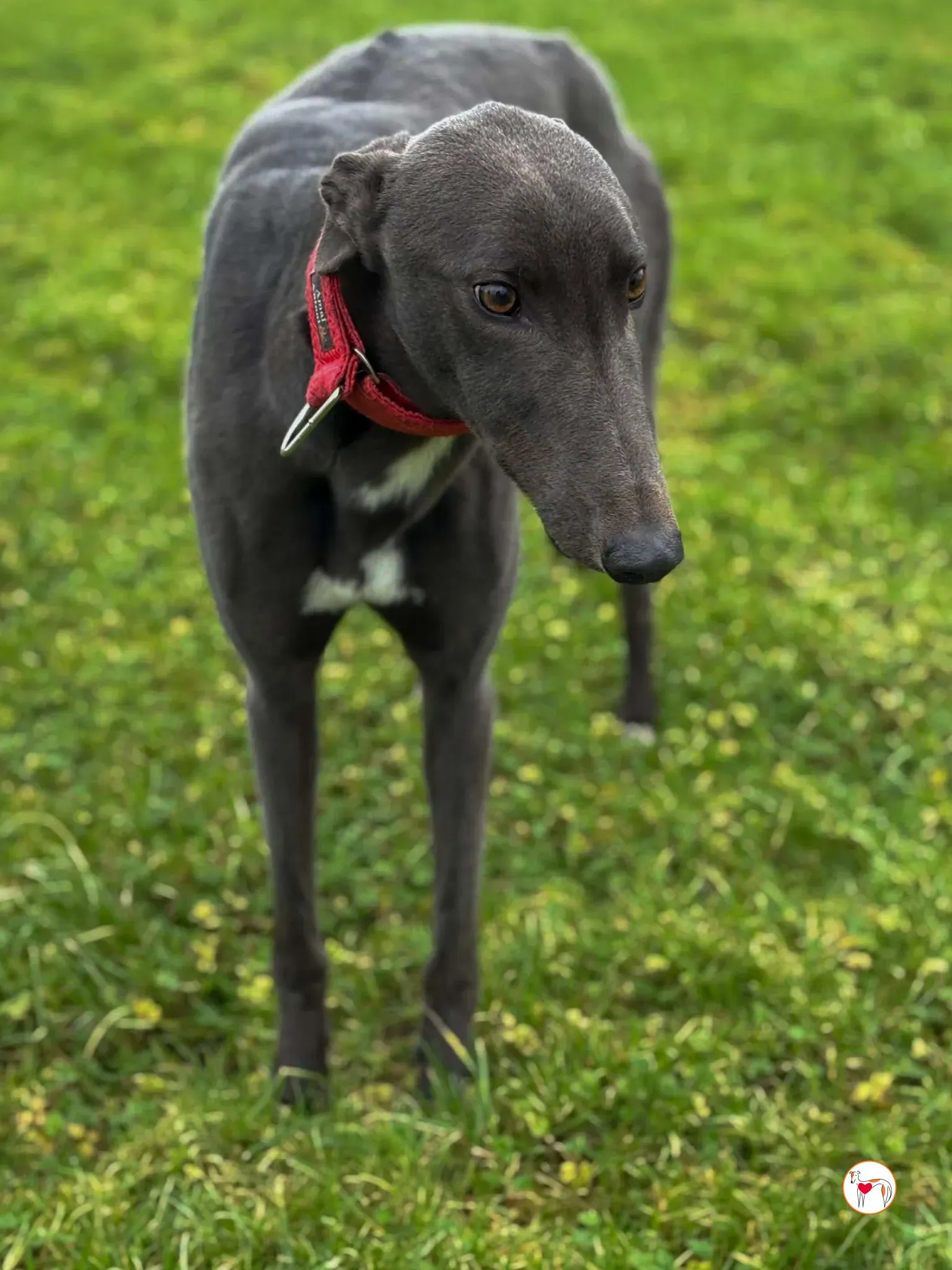 william grey adozione 04