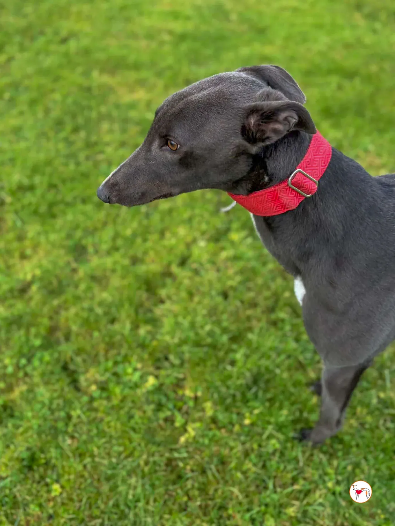 william grey adozione 05