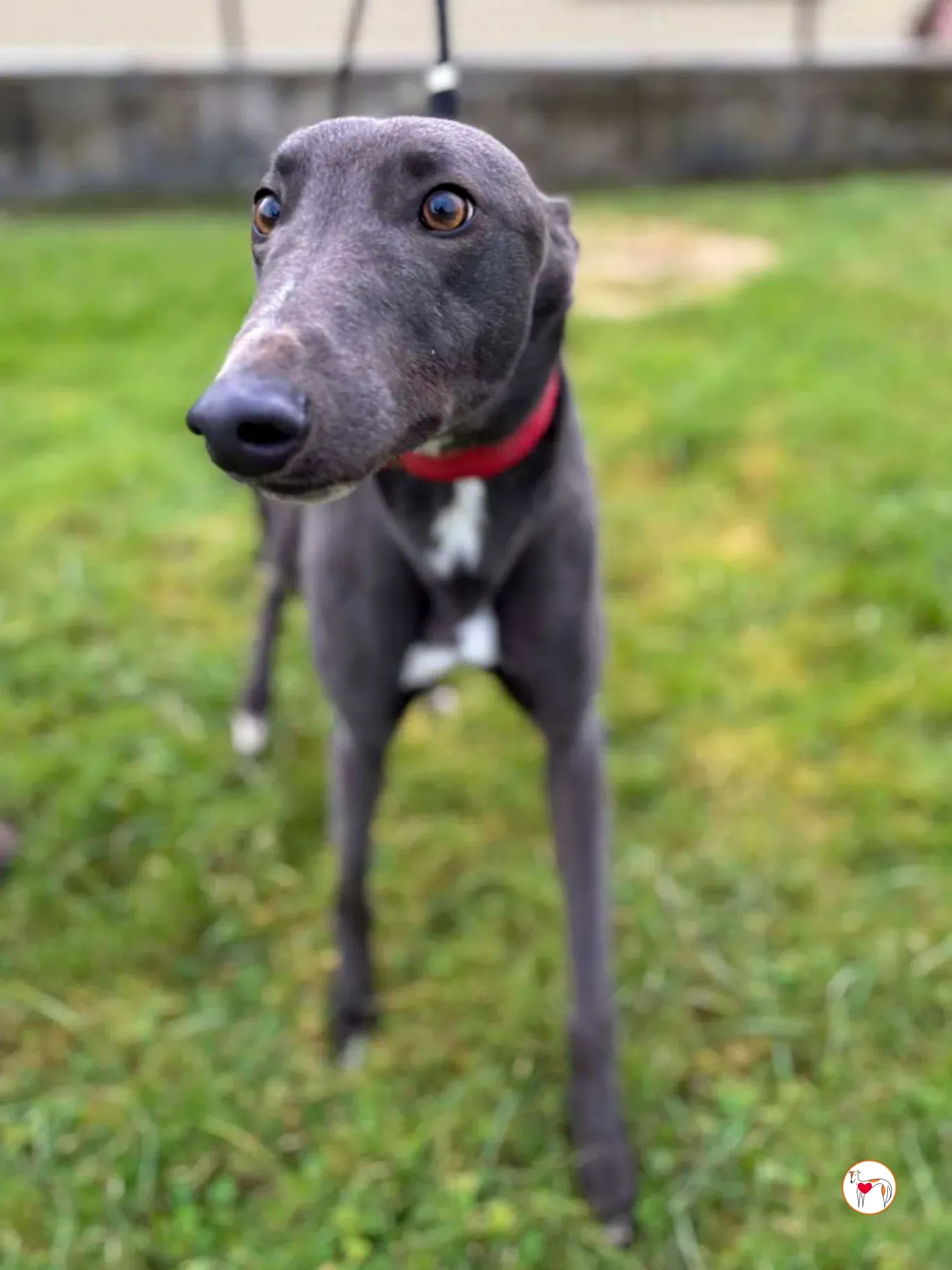 william grey adozione 06