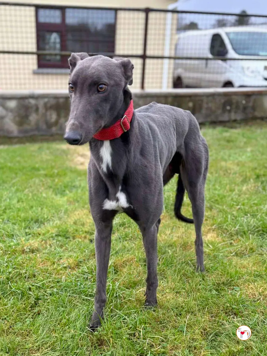 william grey adozione 07