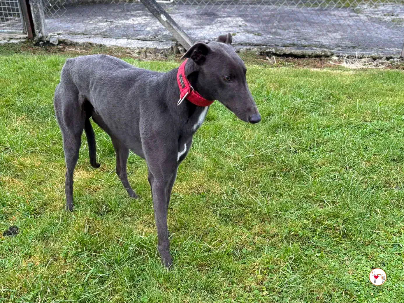 william grey adozione 08