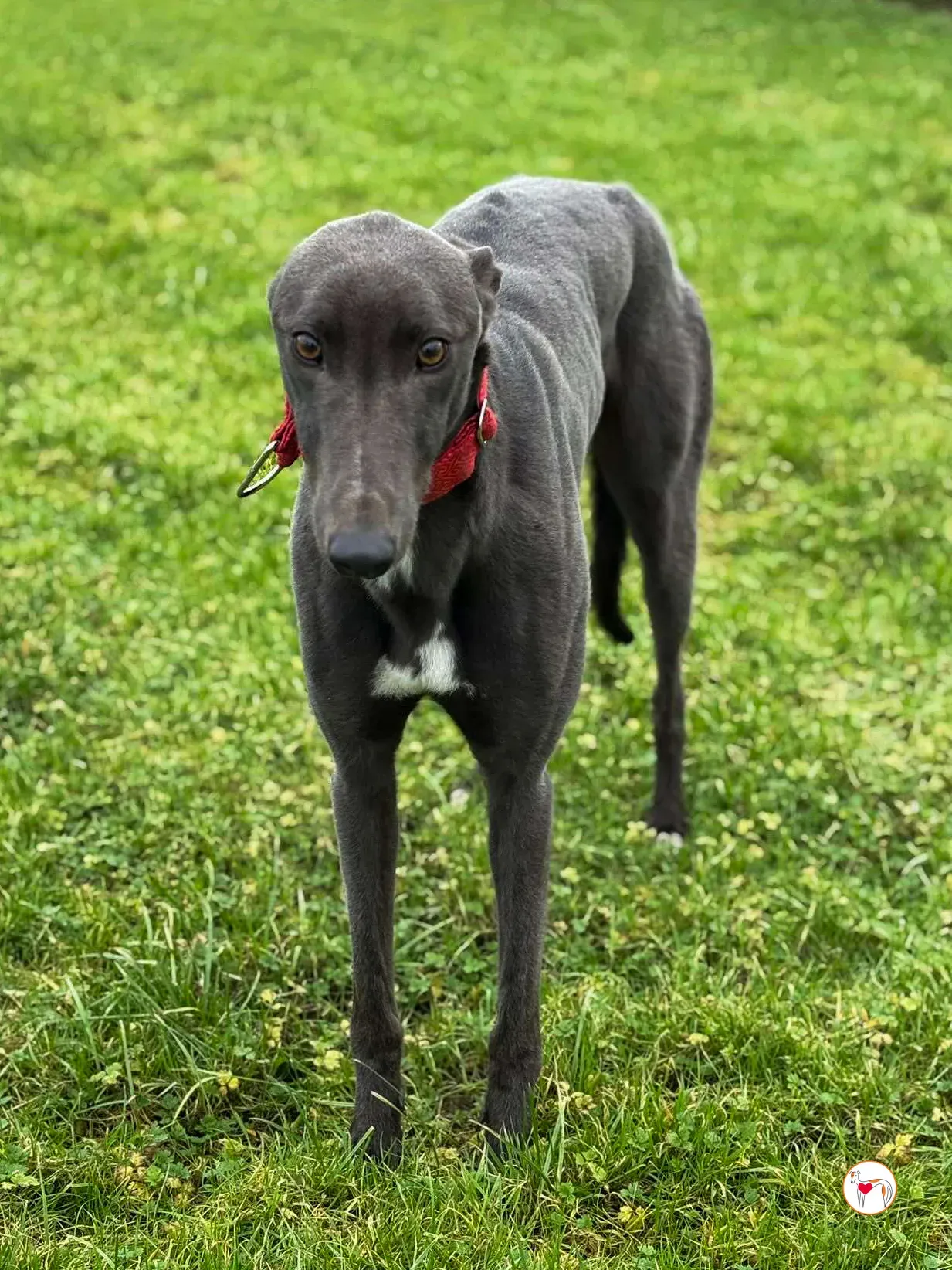 william grey adozione 09