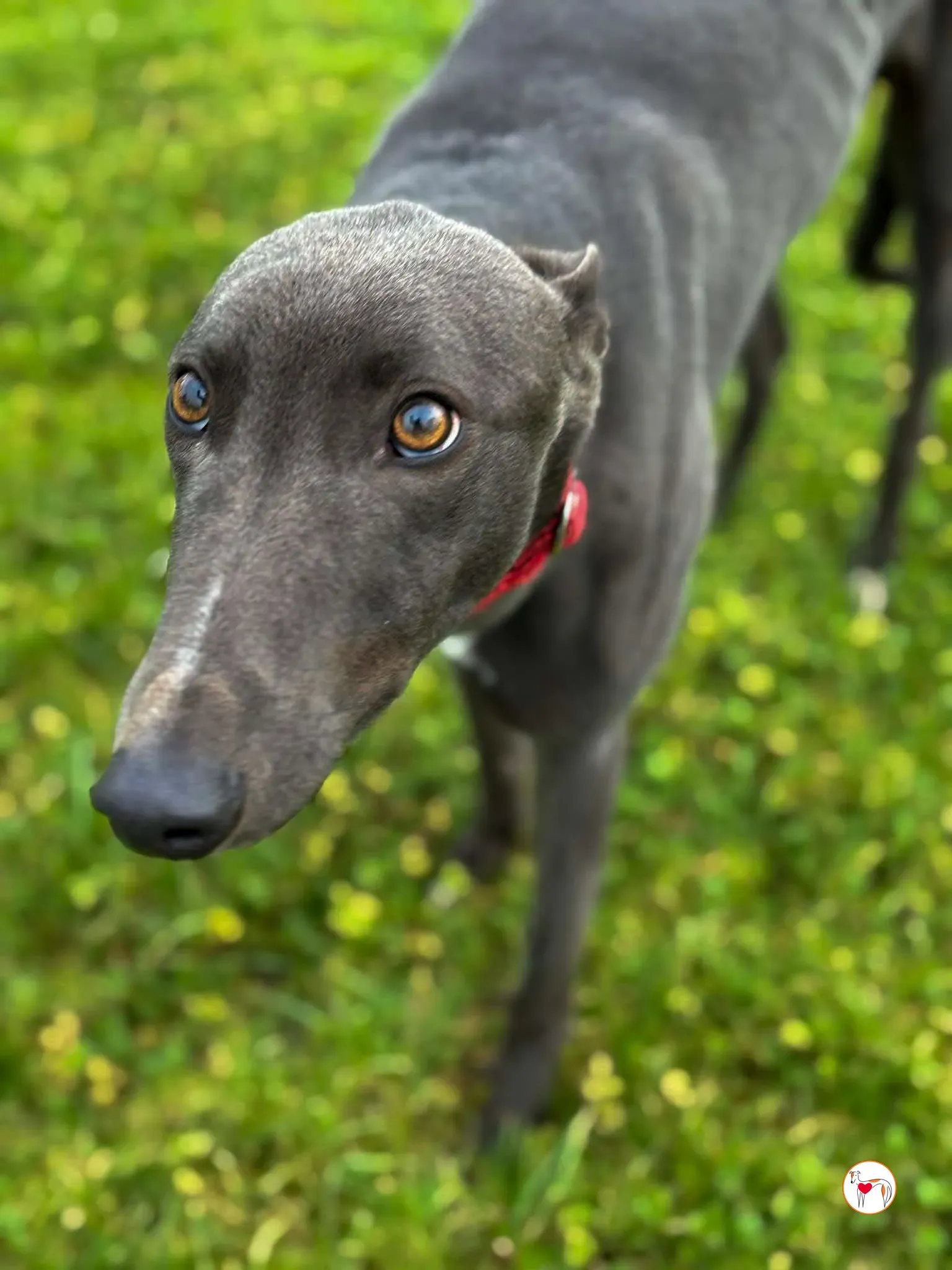 william grey adozione 10