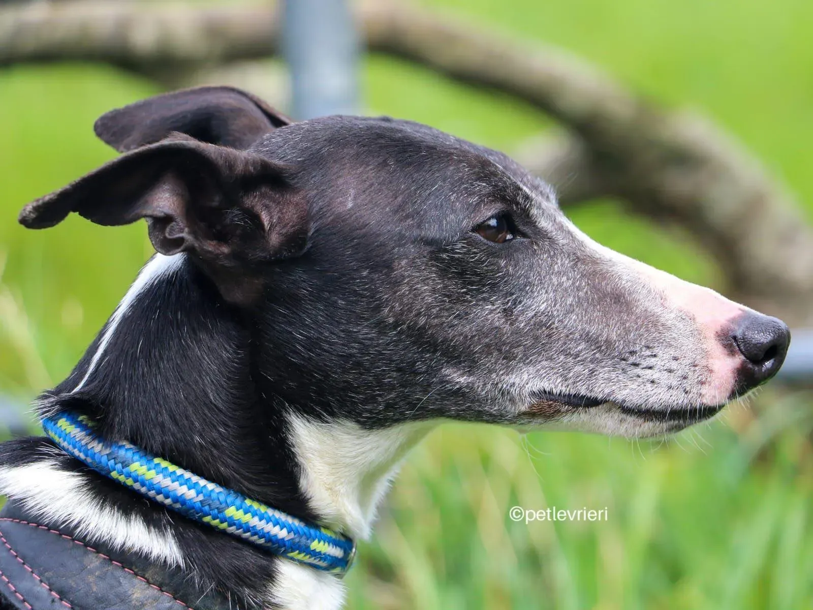 wilma adozione whippet petlevrieri 01