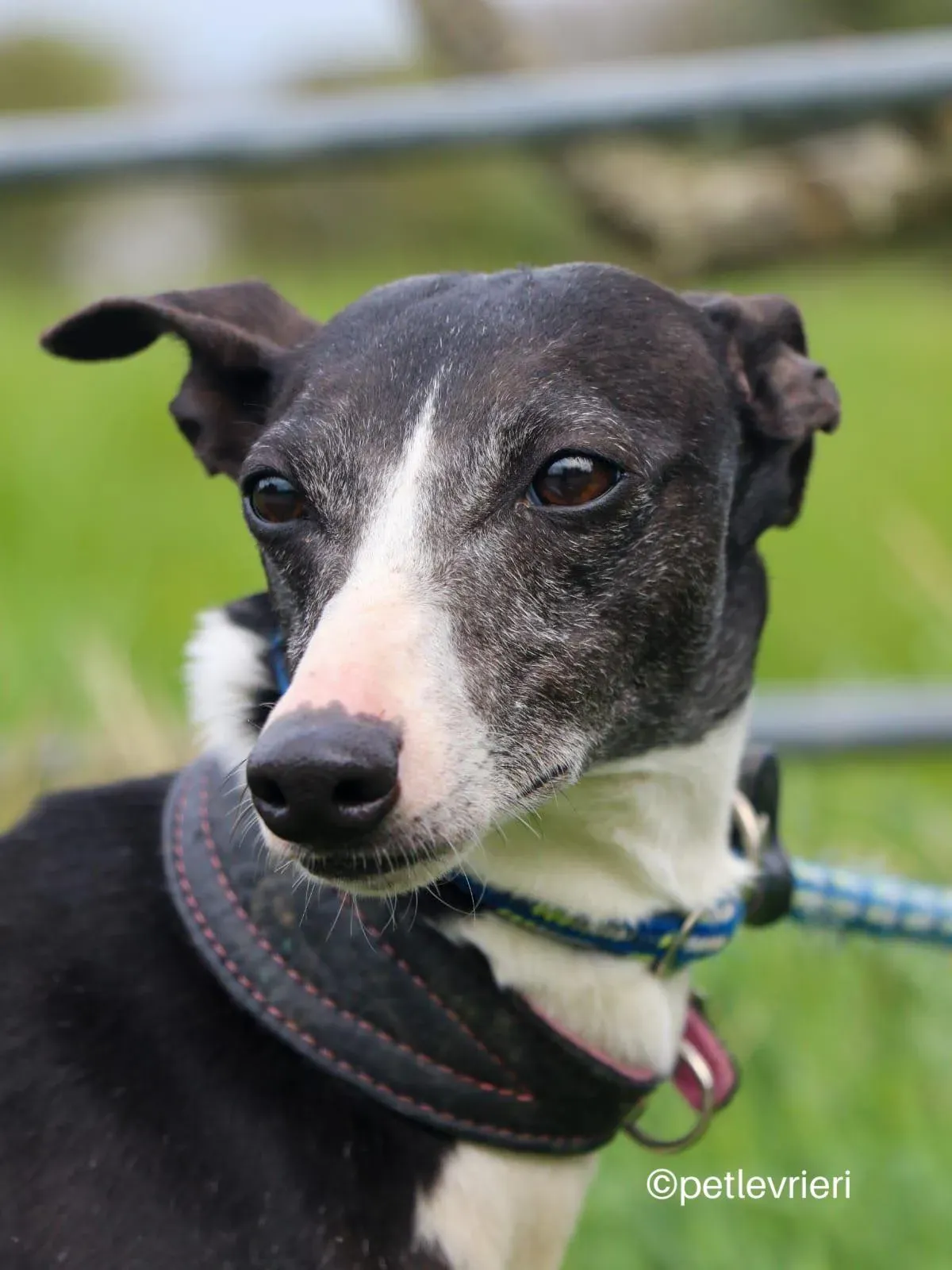 wilma adozione whippet petlevrieri 02