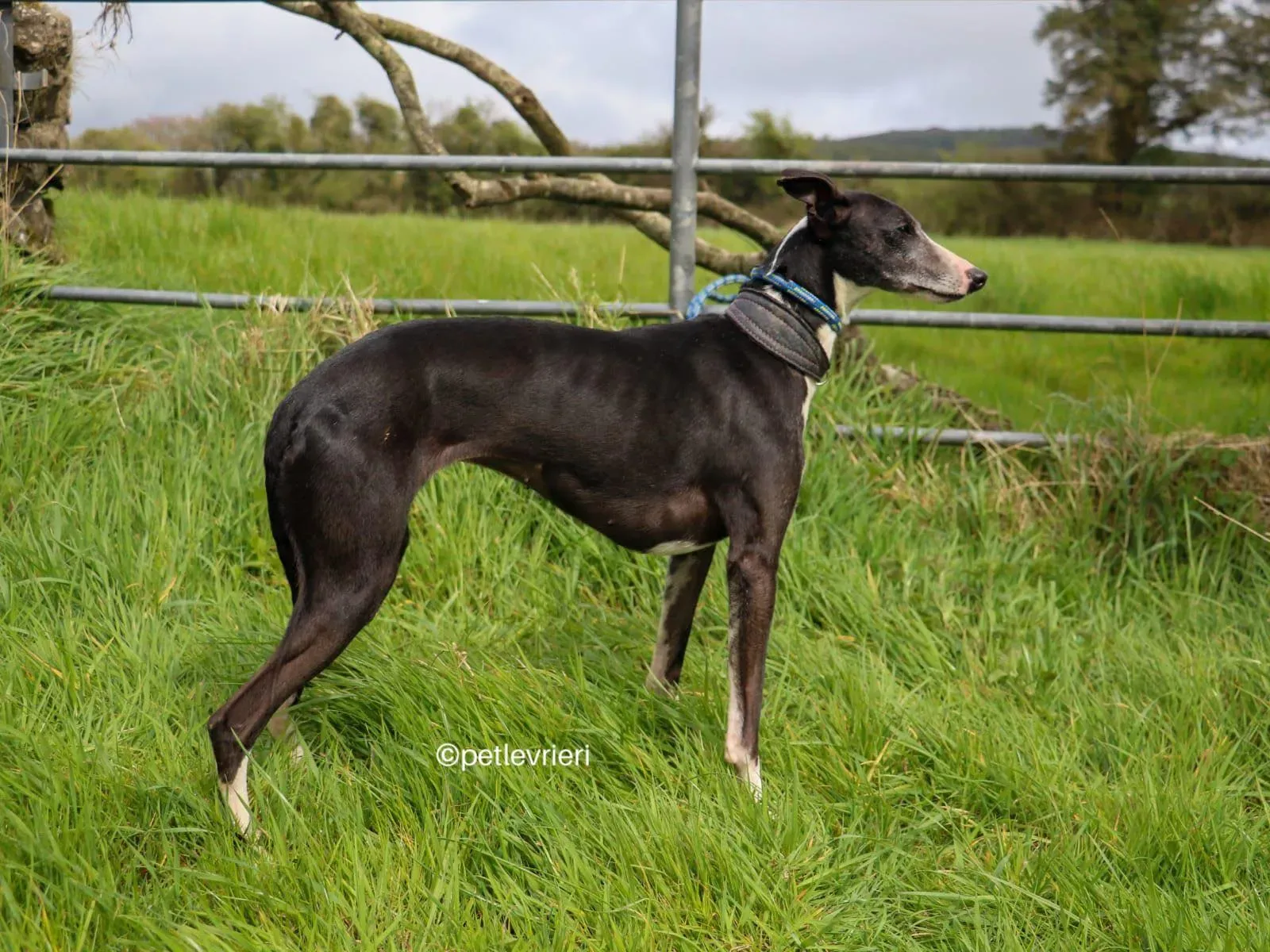 wilma adozione whippet petlevrieri 03