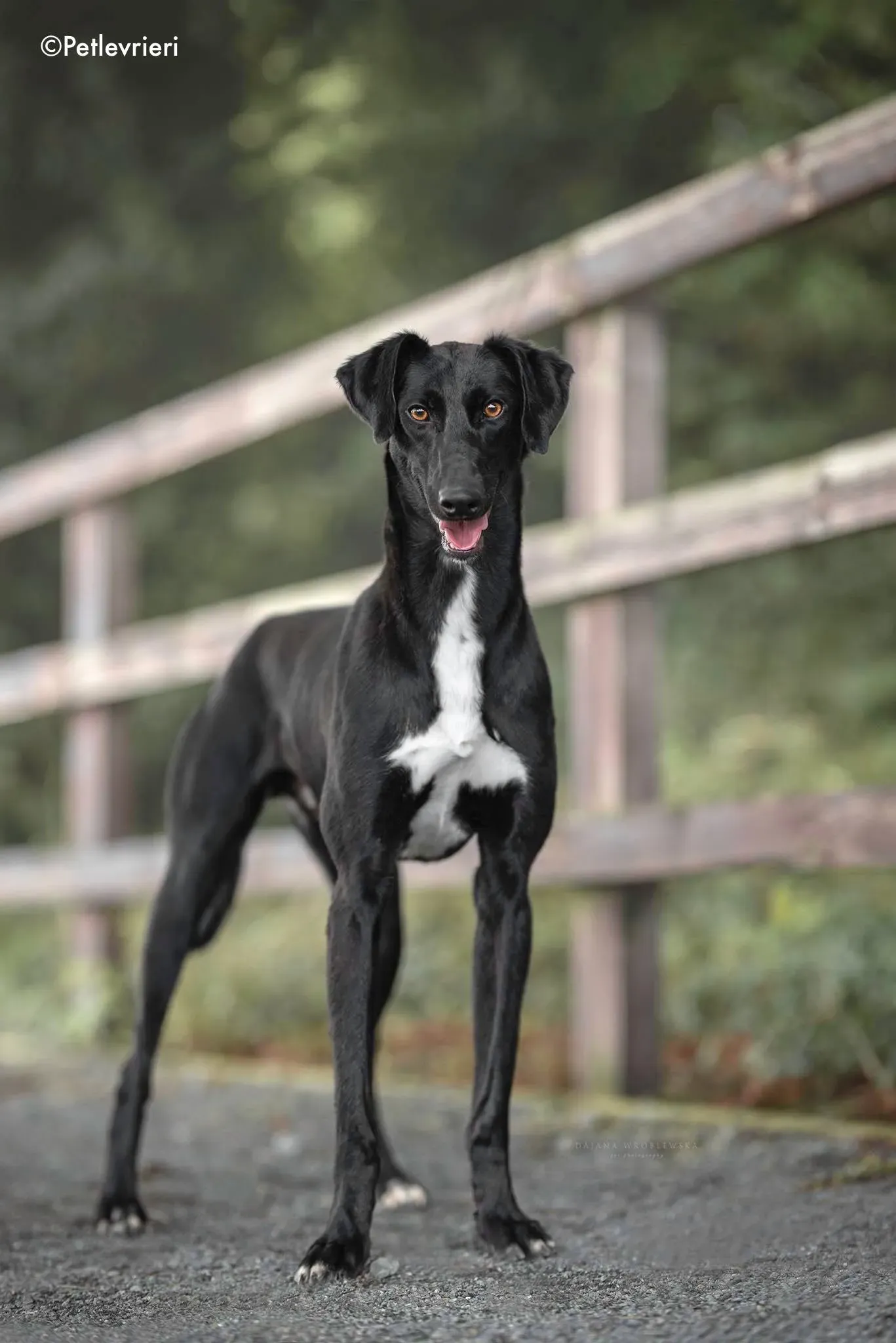 wilson adozione levrieri greyhound 1 1