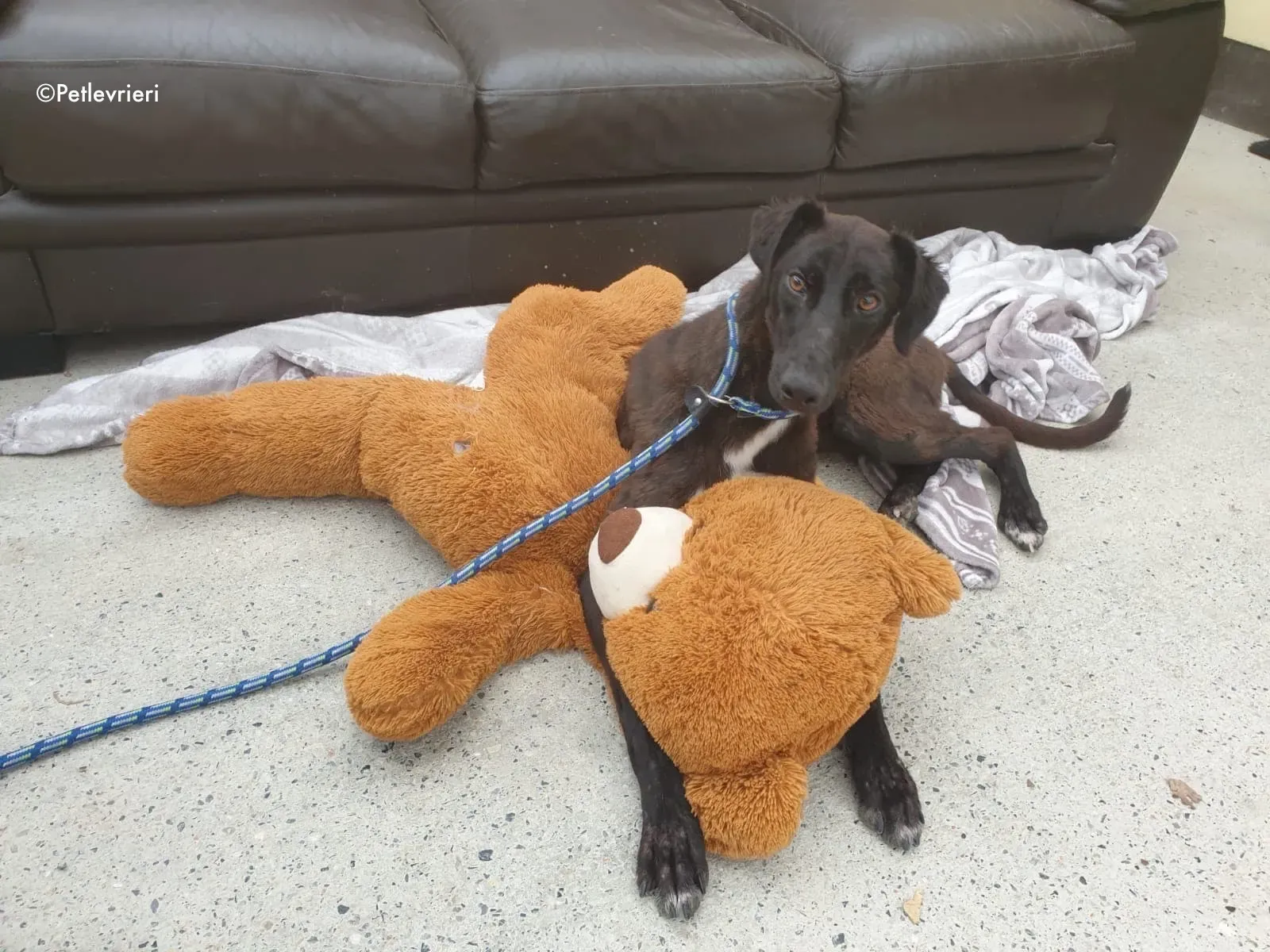 wilson adozione levrieri greyhound 1