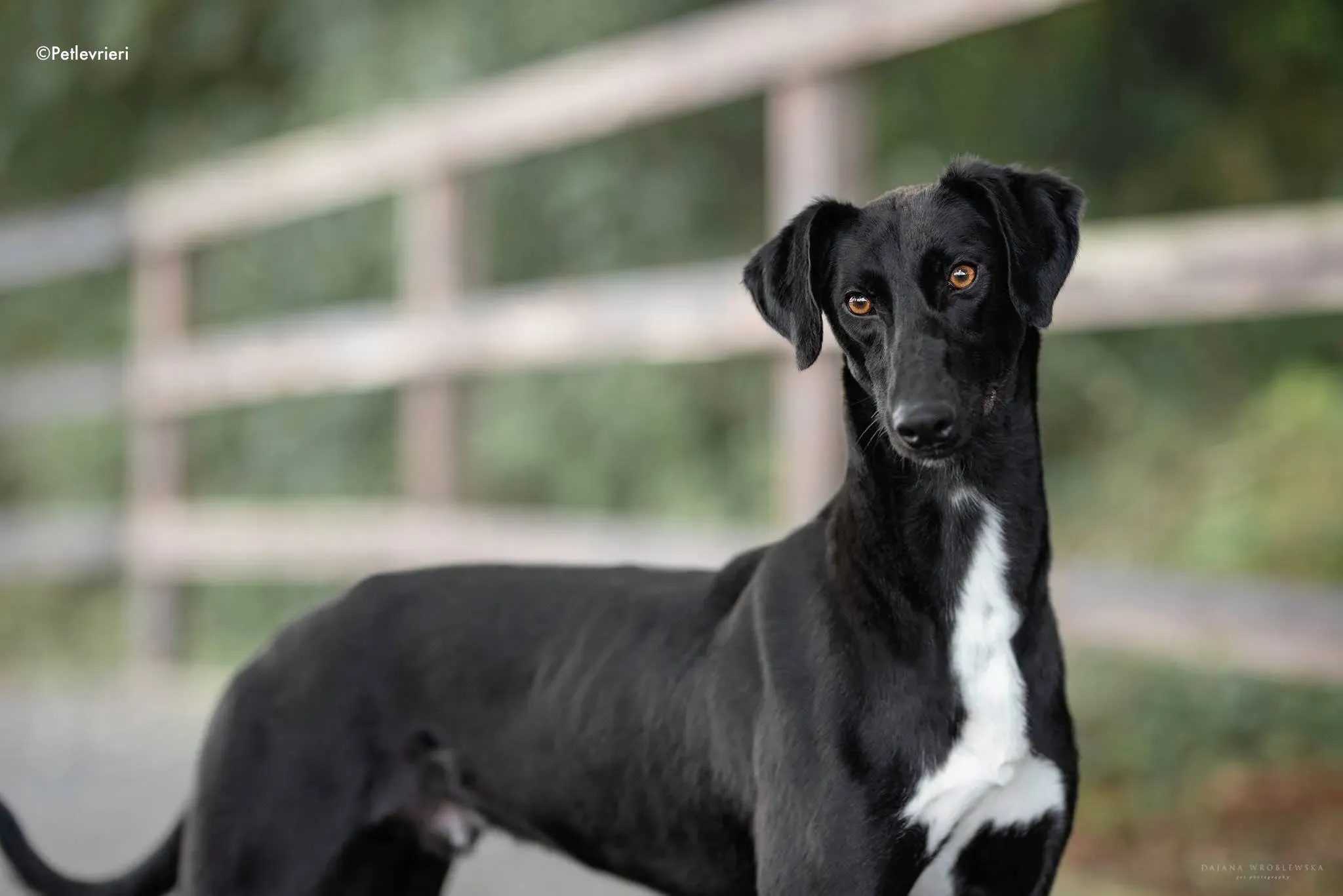 wilson adozione levrieri greyhound 2