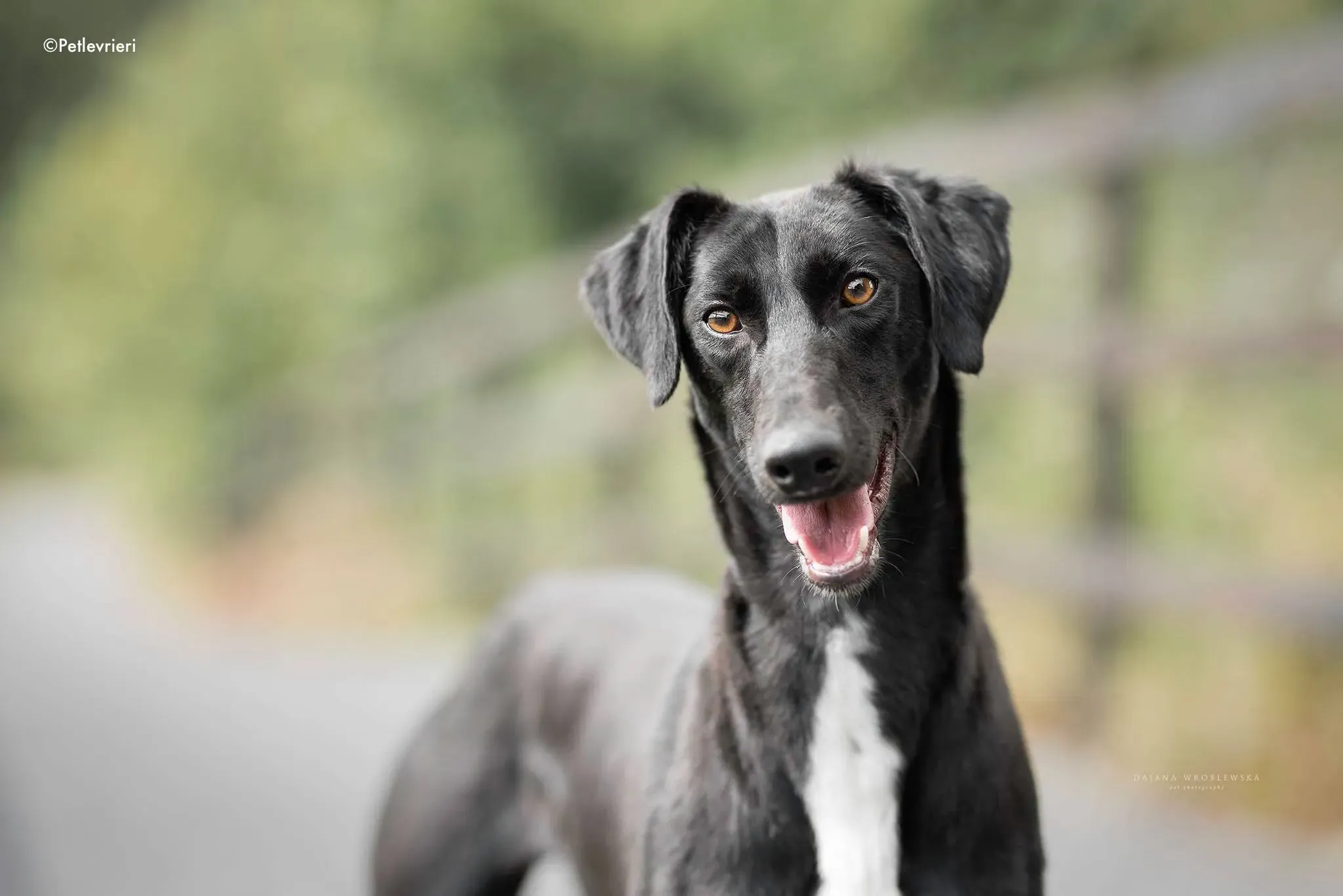 wilson adozione levrieri greyhound 3