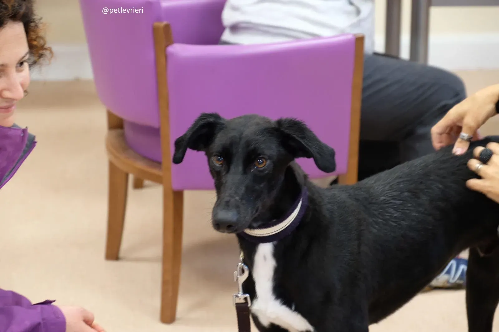 wilson adozione lurcher 1 1