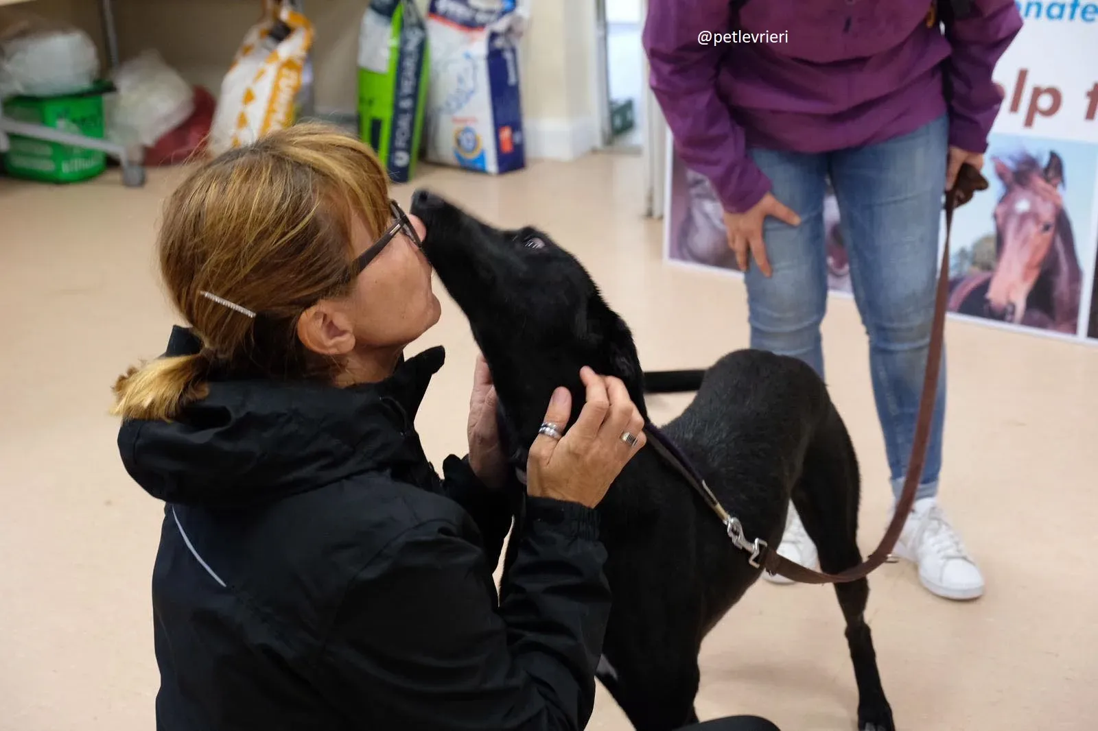 wilson adozione lurcher 1