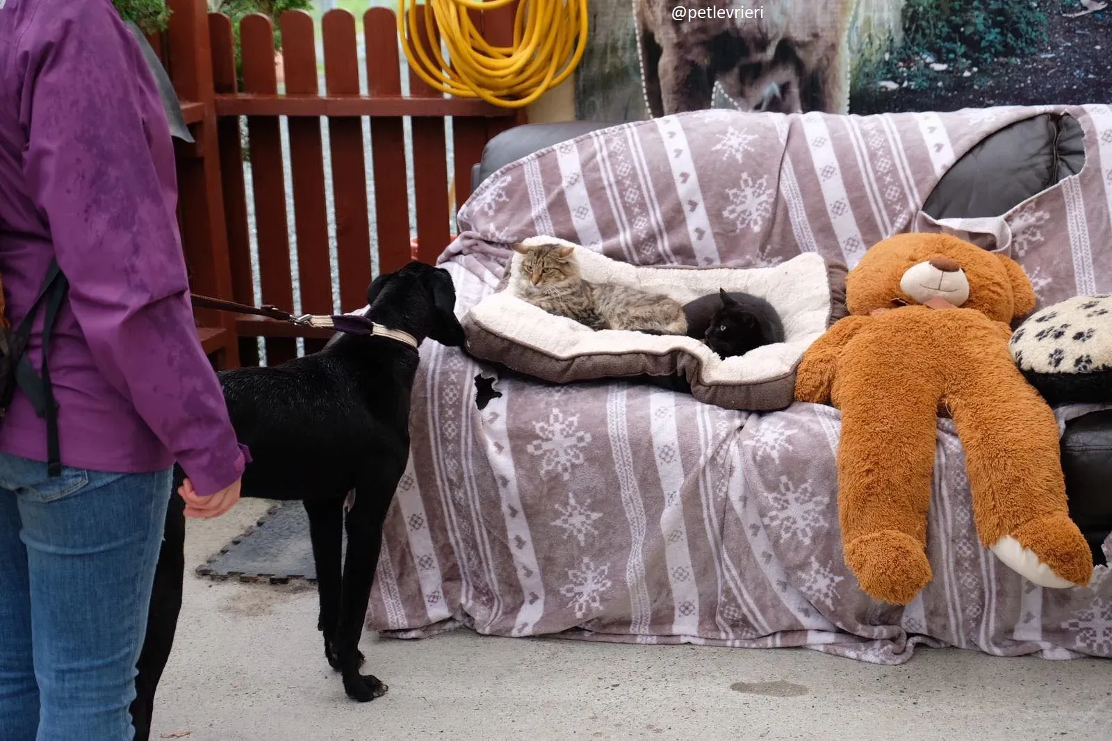 wilson adozione lurcher 2