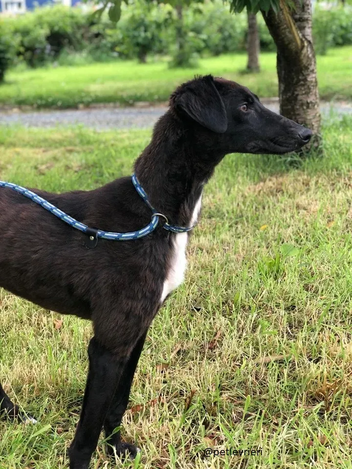 wilson adozione lurcher